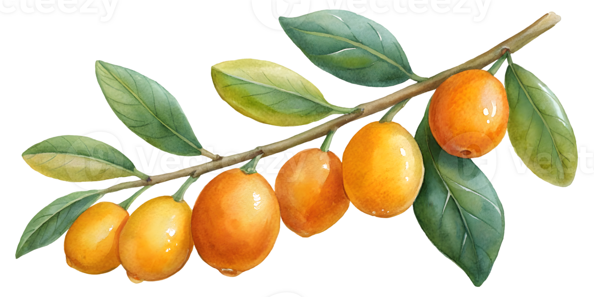 Branch with Kumquats - Isolated on Transparent Background png