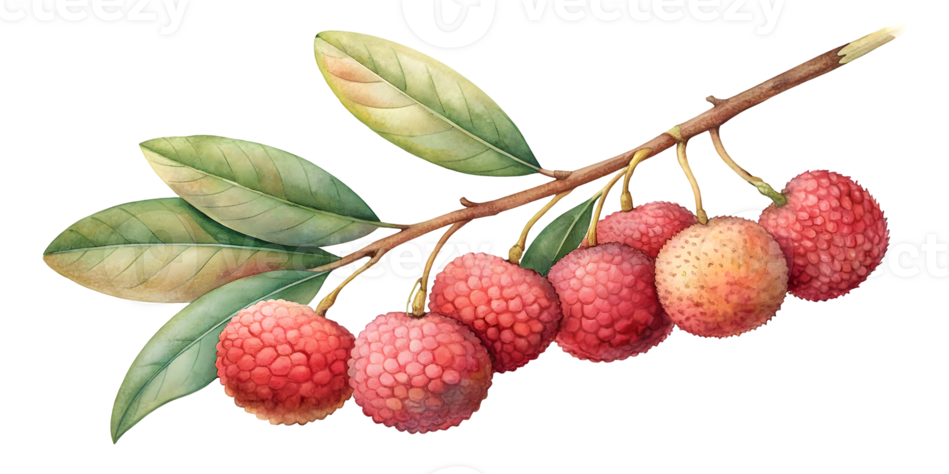 Branch with Lychees - Isolated on Transparent Background png
