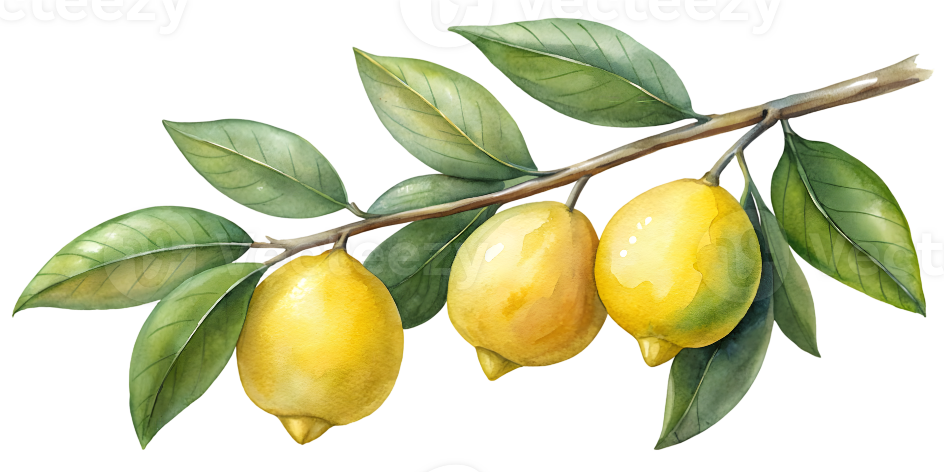Branch with Lemons - Isolated on Transparent Background png