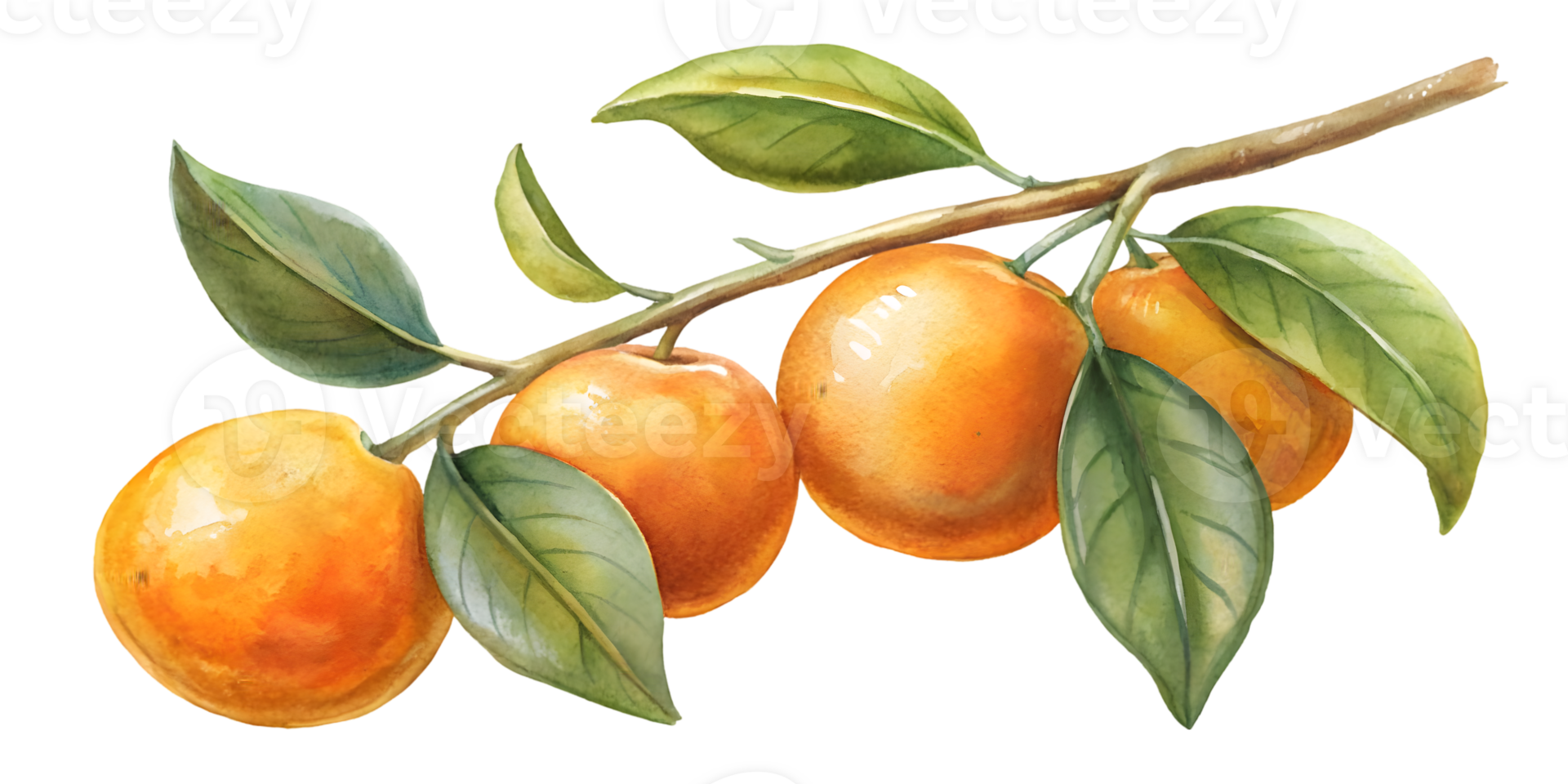 Branch with Mandarins - Isolated on Transparent Background png