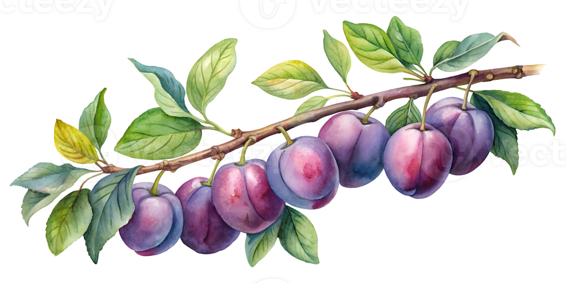 Branch with Plums - Isolated on Transparent Background png