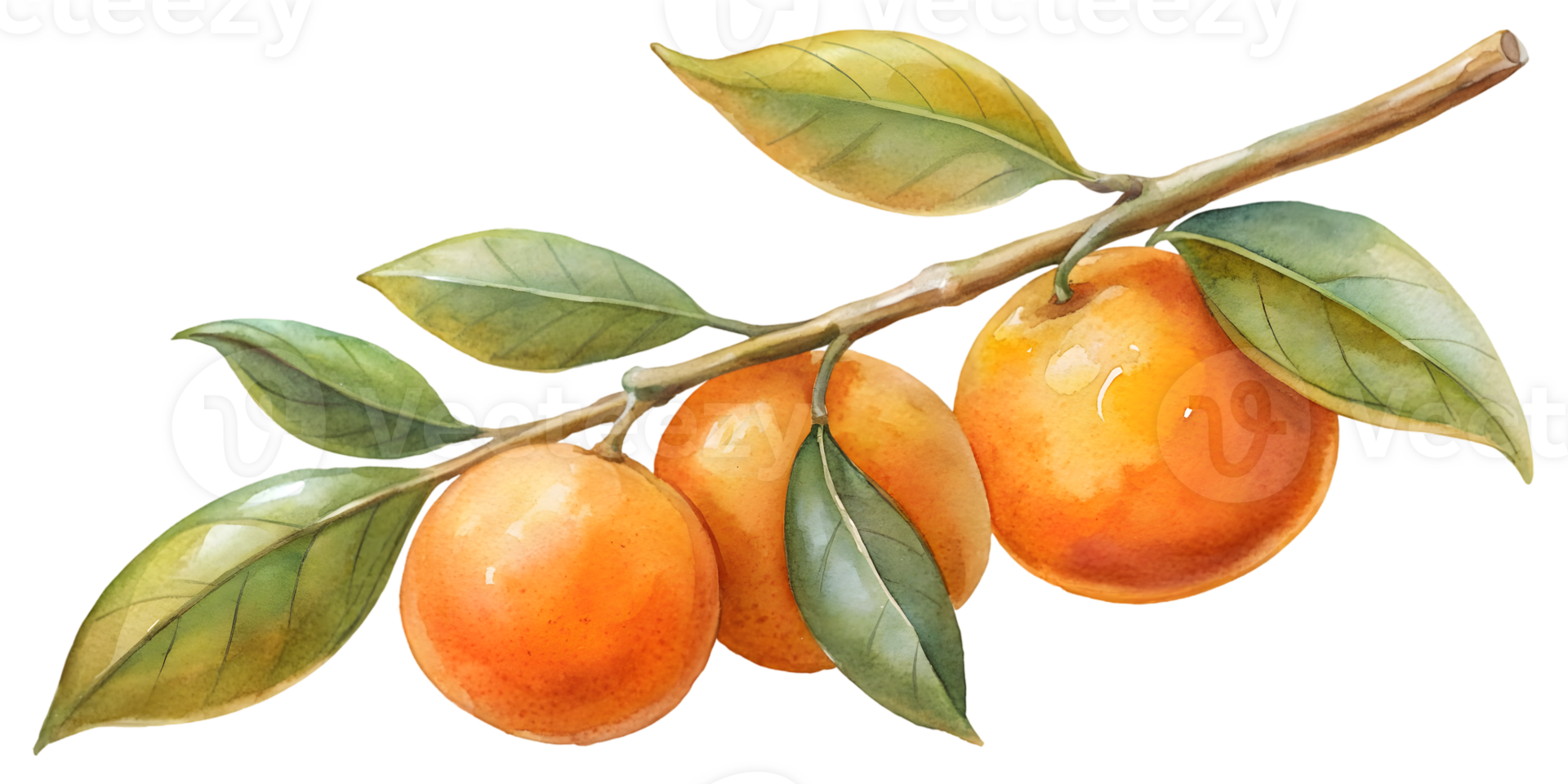 Branch with Oranges - Isolated on Transparent Background png