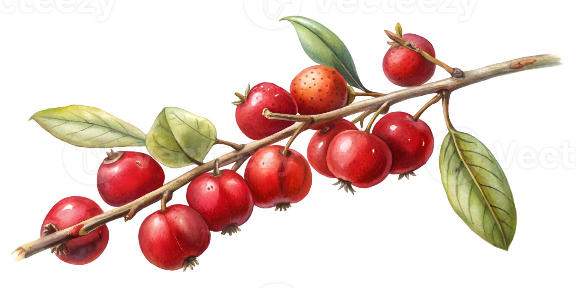 Branch with Mayhaw Berries - Isolated on Transparent Background png