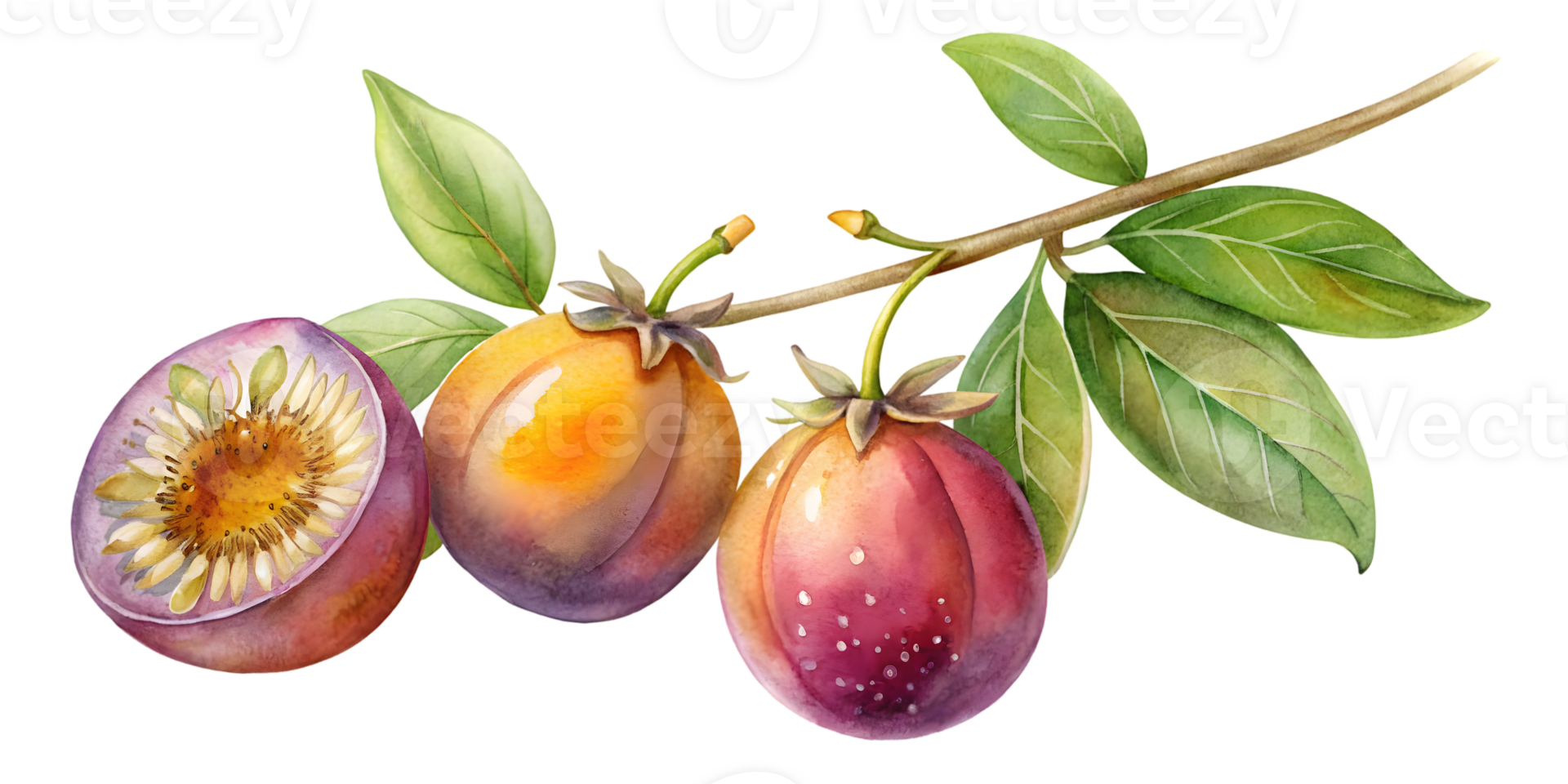 Branch with Passion Fruits - Isolated on Transparent Background png