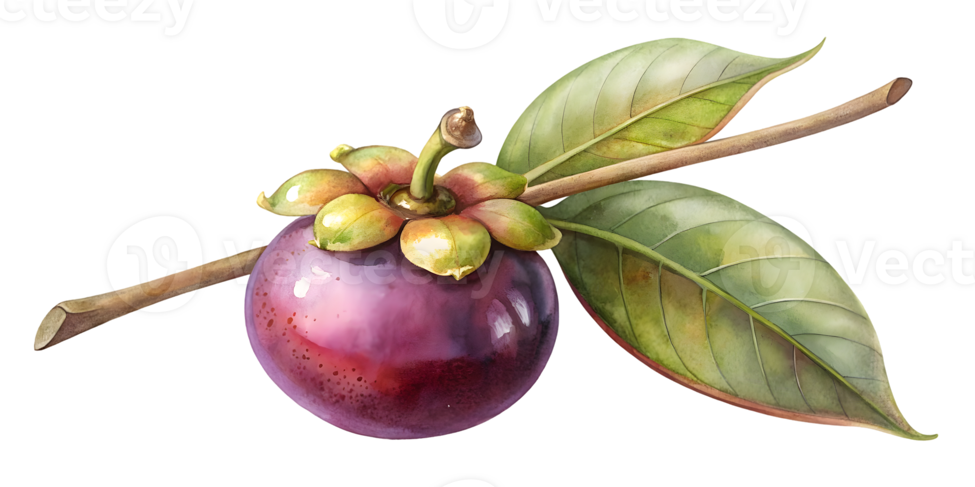 Branch with Mangosteen - Isolated on Transparent Background png