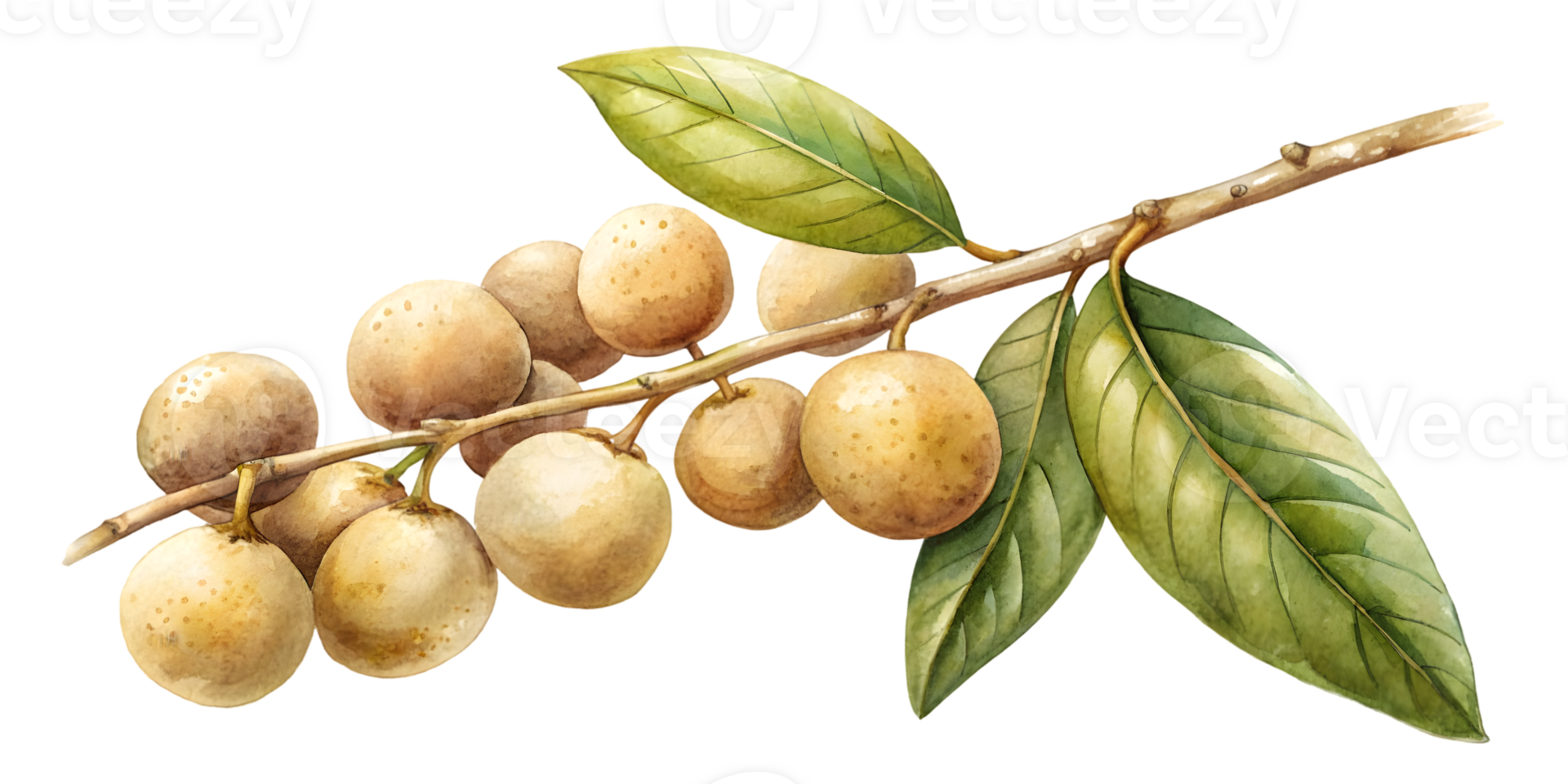 Branch with Longan - Isolated on Transparent Background png