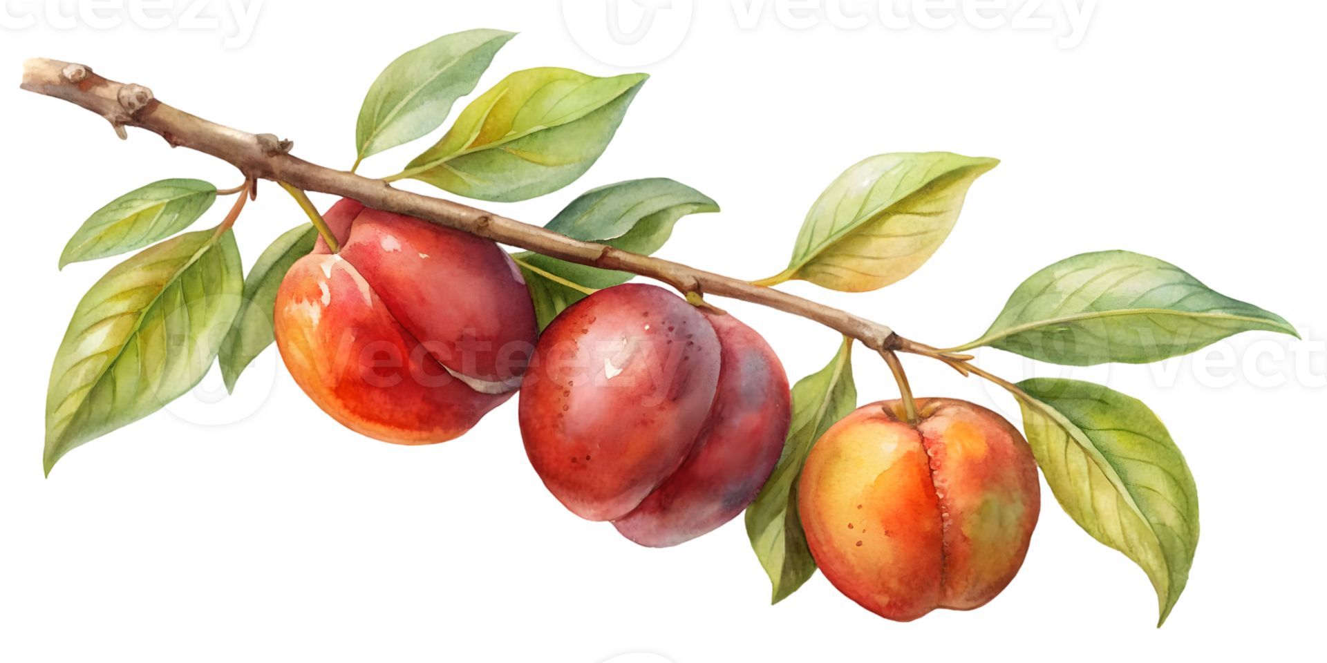 Branch with Nectarines - Isolated on Transparent Background png