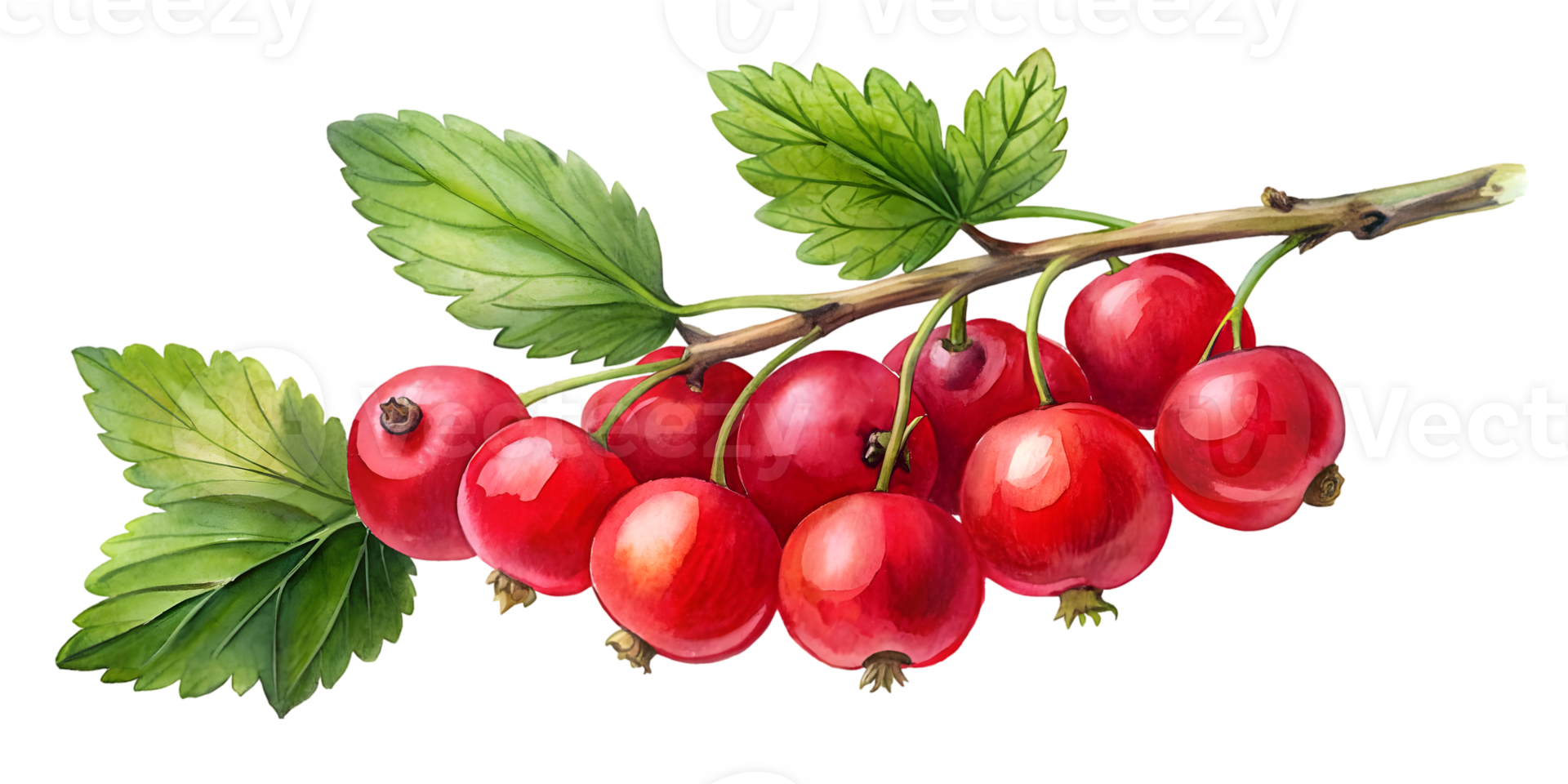 Branch with Red Currants - Isolated on Transparent Background png