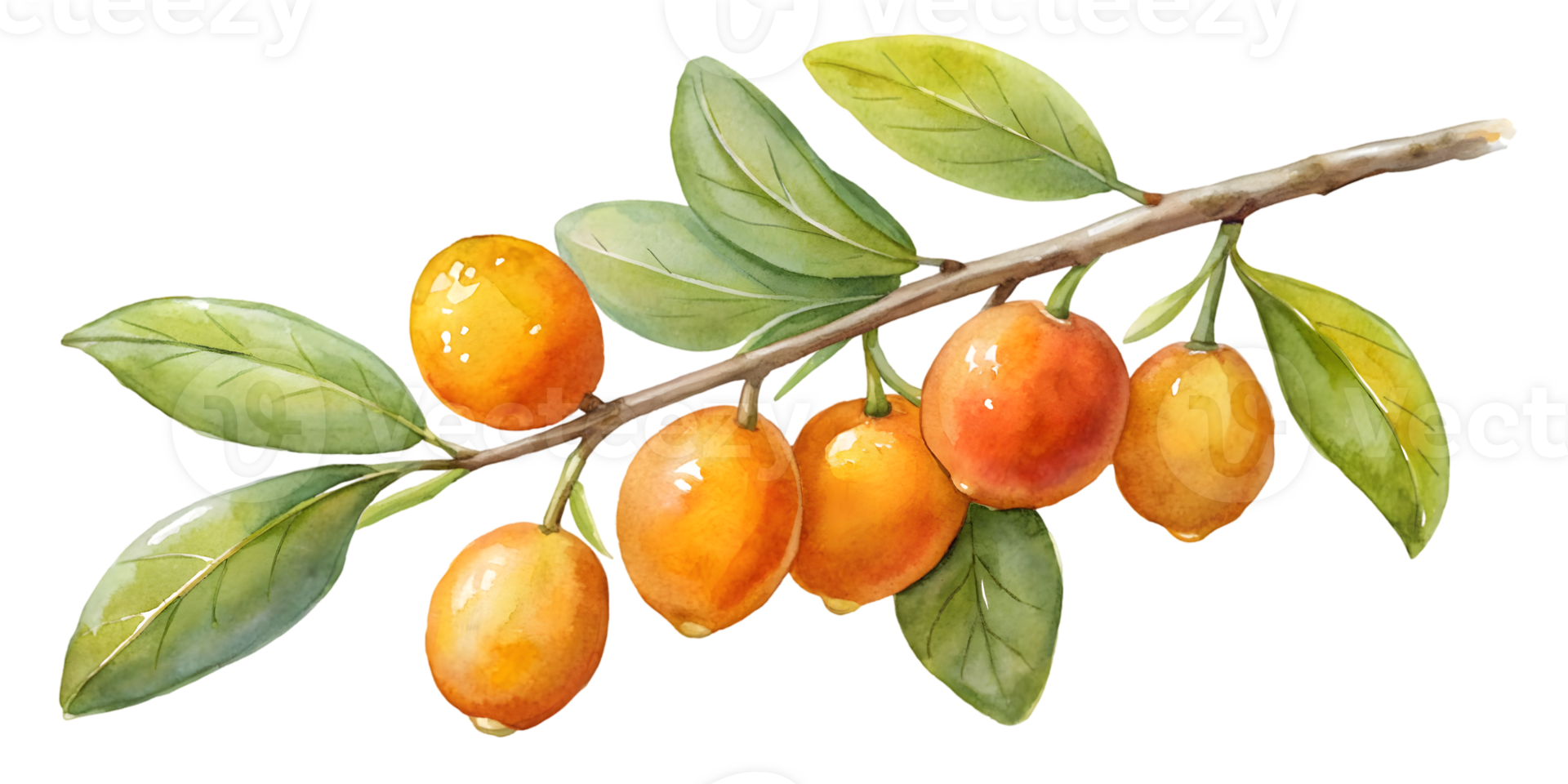 Branch with Kumquats - Transparent Background Branch png