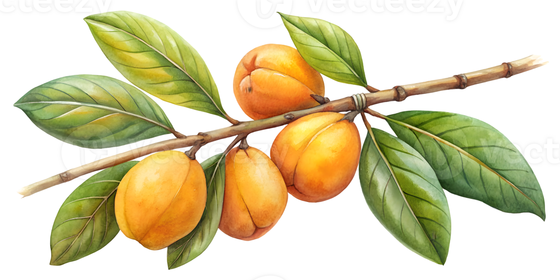 Branch with Sapodillas - Isolated on Transparent Background png