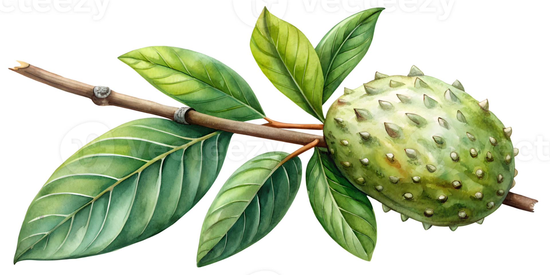 Branch with Soursop - Isolated on Transparent Background png