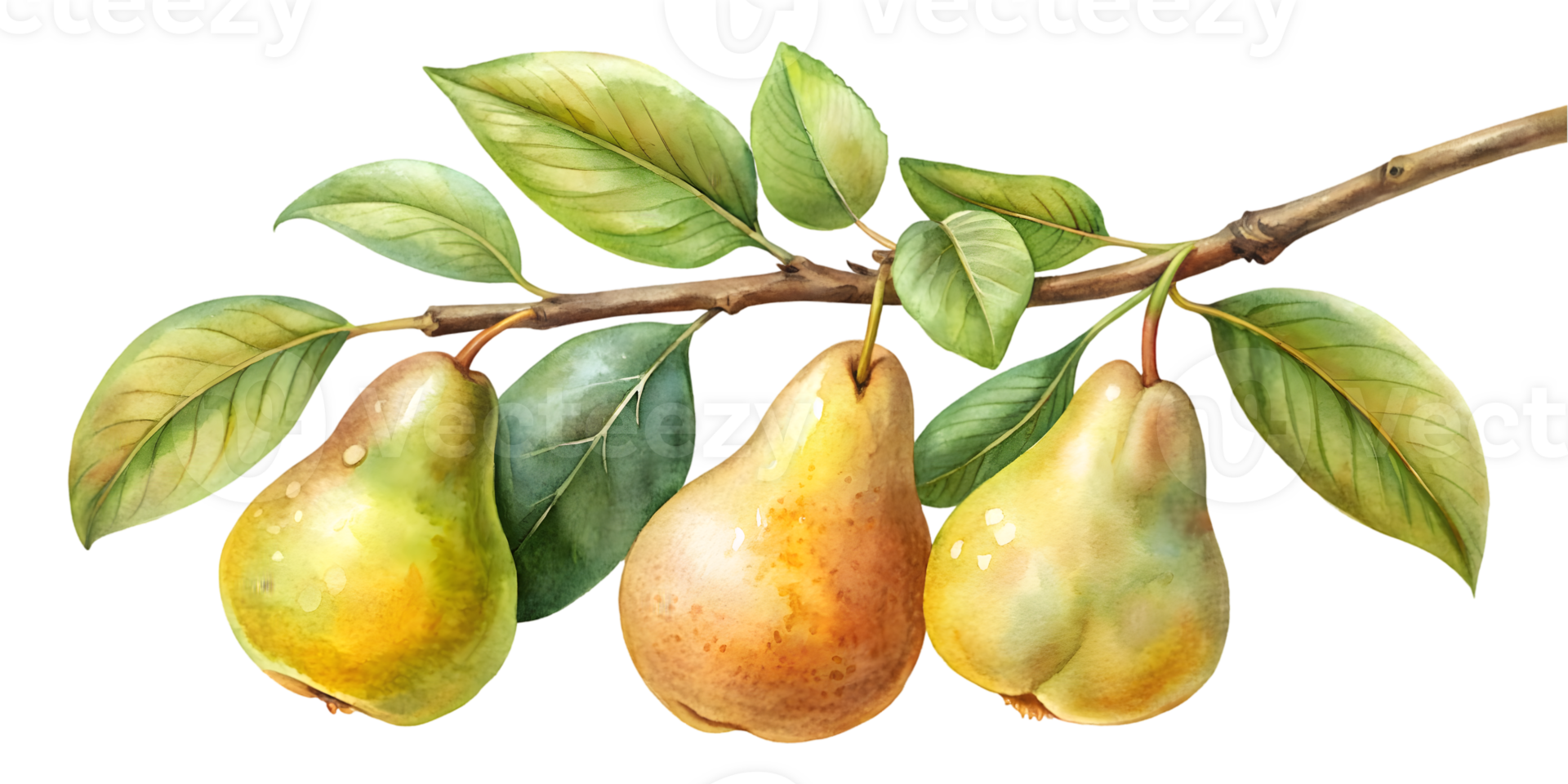 Branch with Pears - Isolated on Transparent Background png