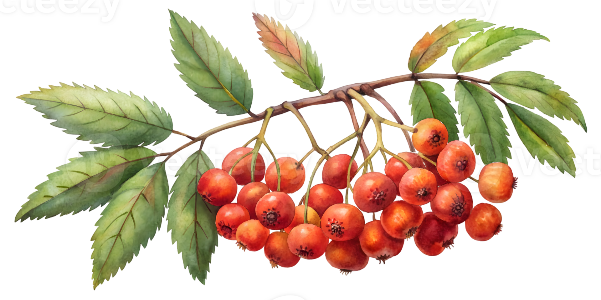 Branch with Rowan Berries - Isolated on Transparent Background png