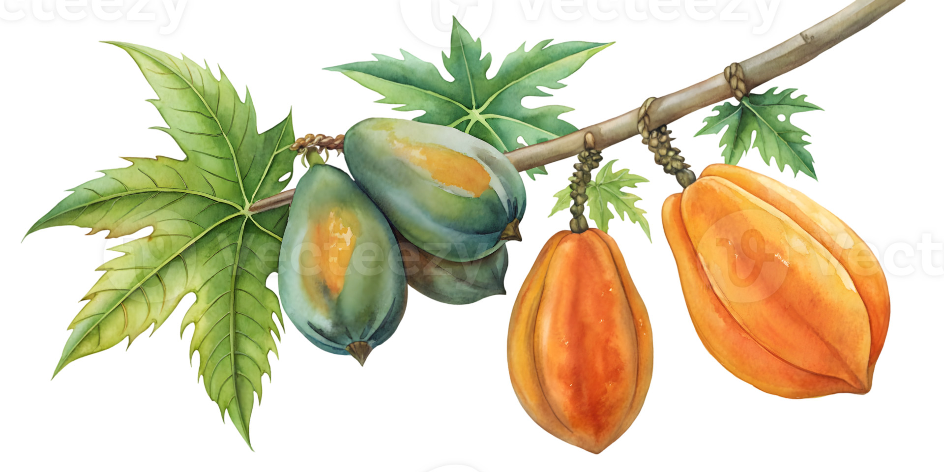 Branch with Papayas - Isolated on Transparent Background png