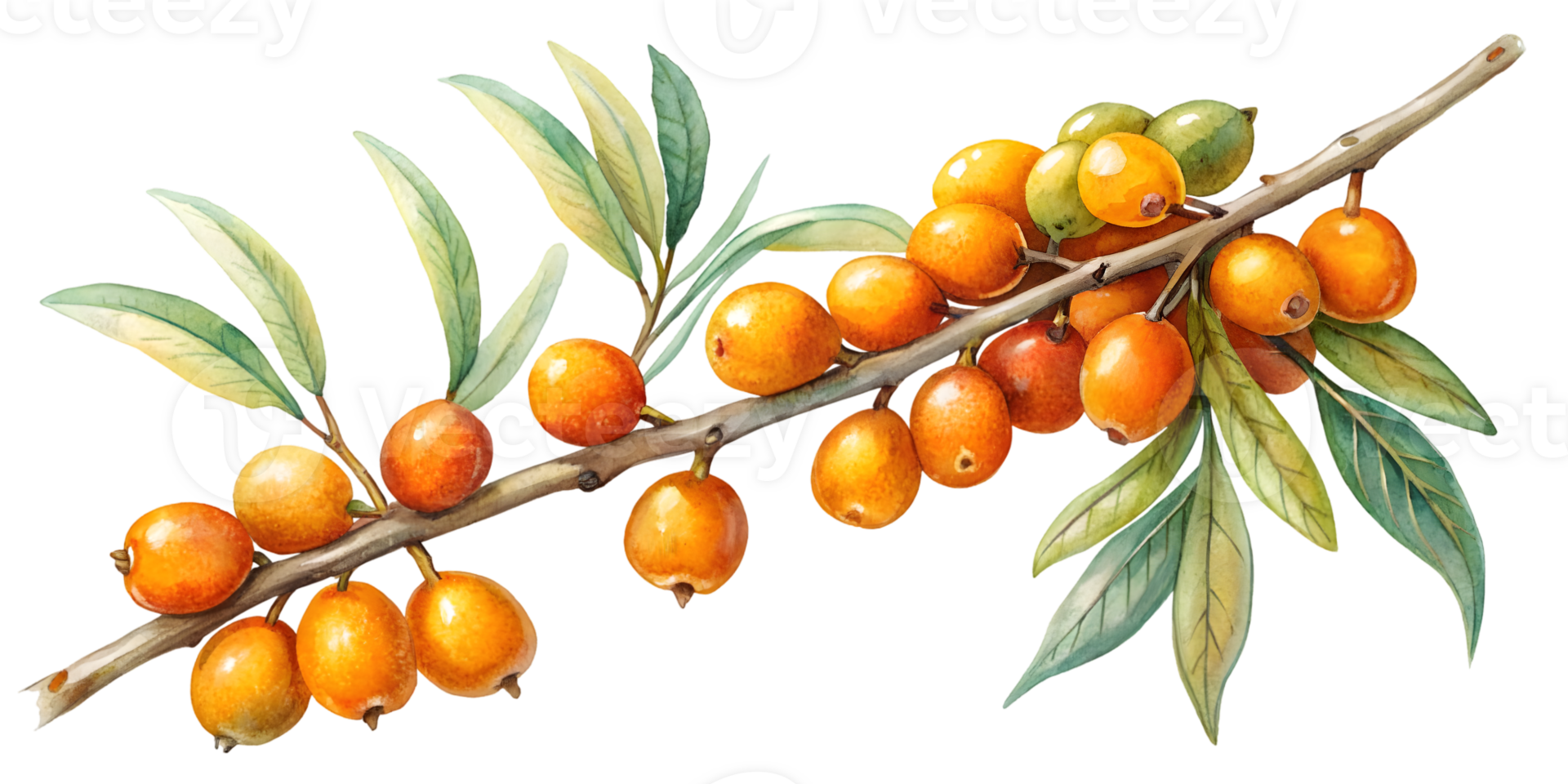 Branch with Sea Buckthorn Berries - Isolated on Transparent Background png