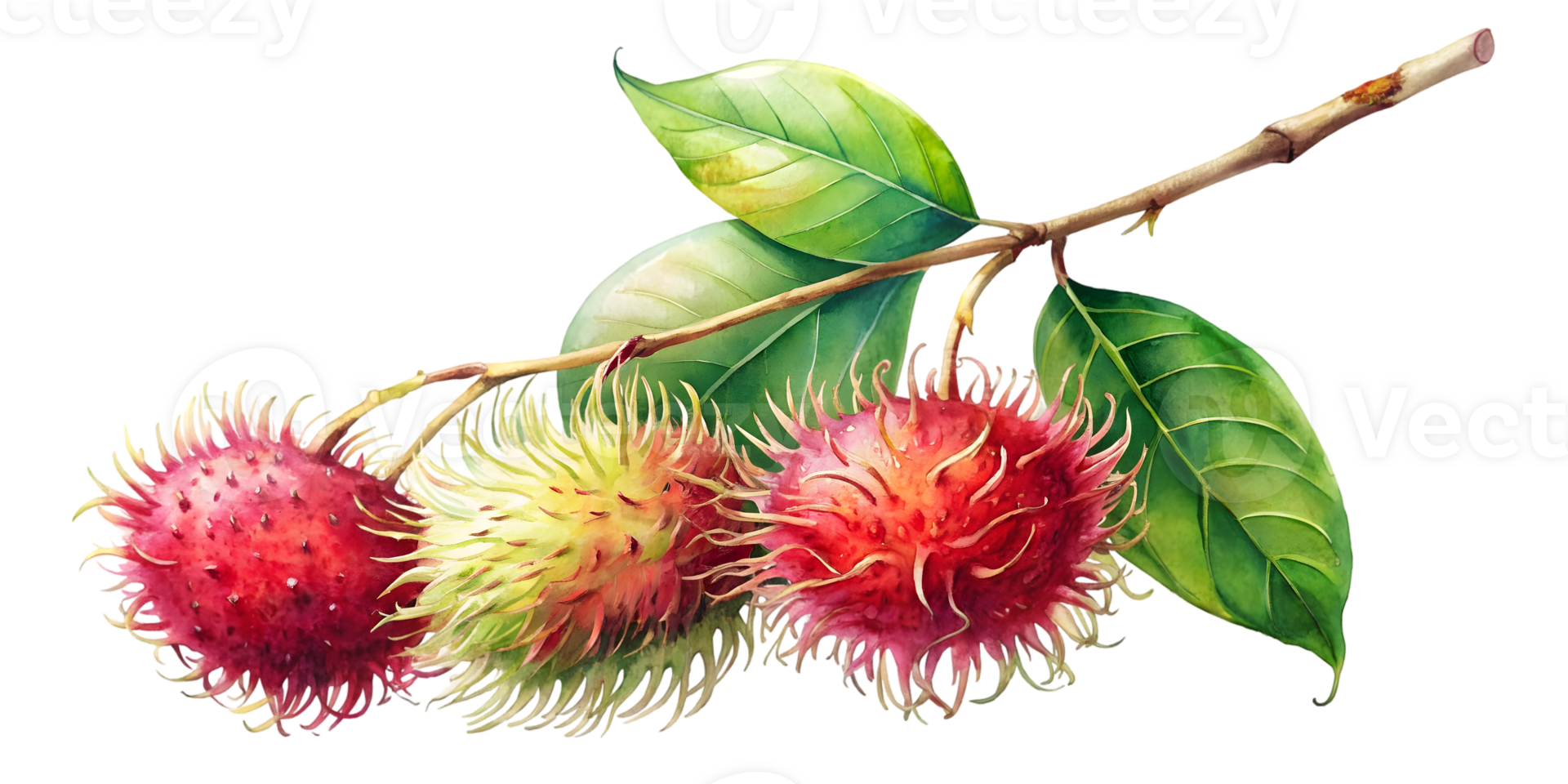 Branch with Rambutan - Isolated on Transparent Background png