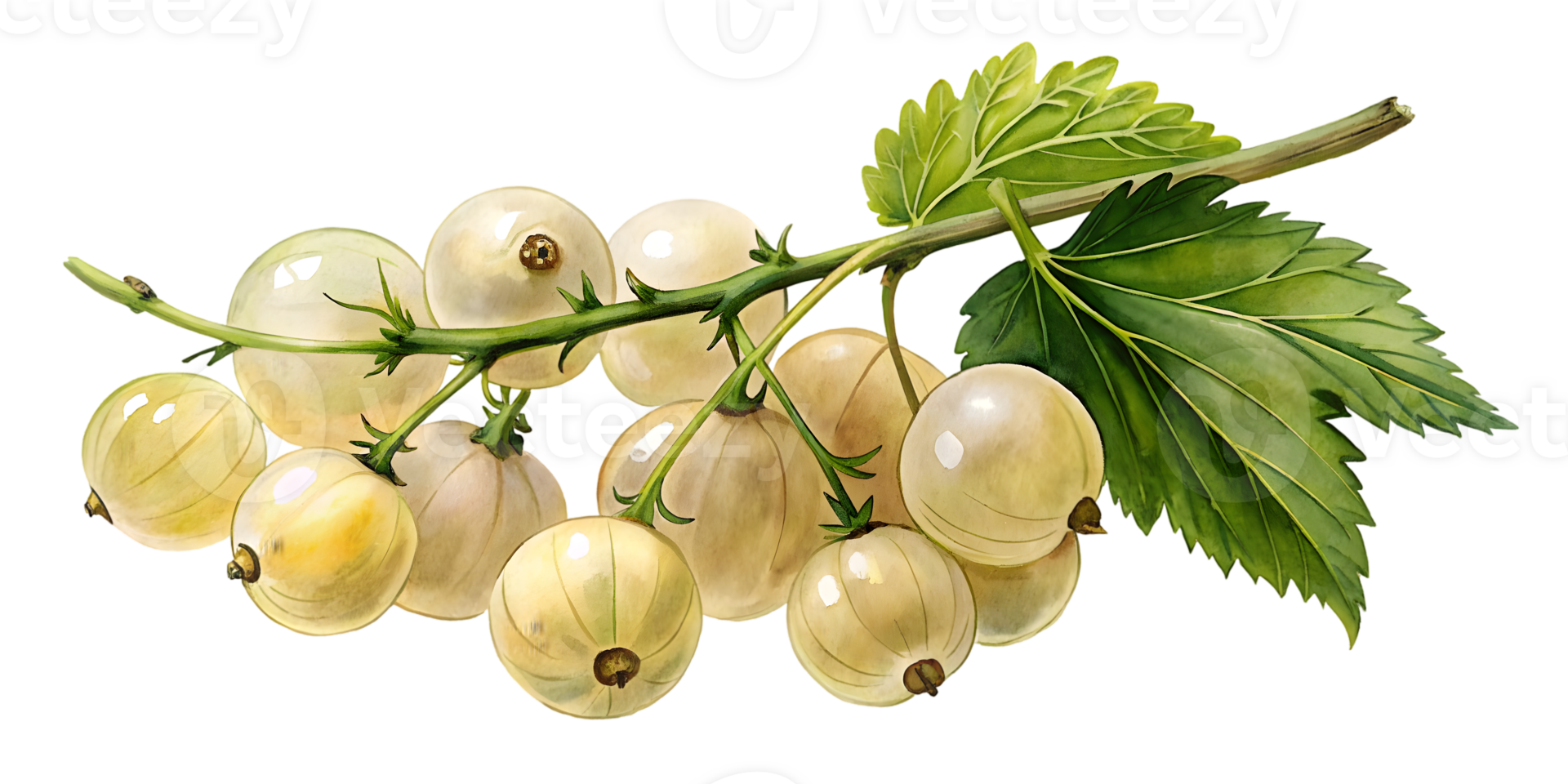 Branch with White Currants - Isolated on Transparent Background png