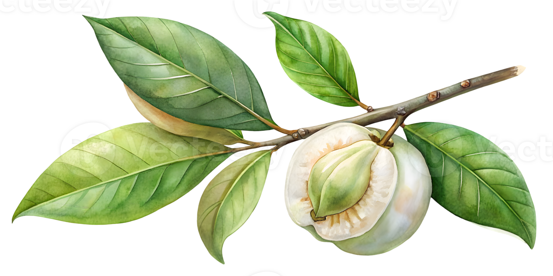 Branch with White Sapote - Isolated on Transparent Background png