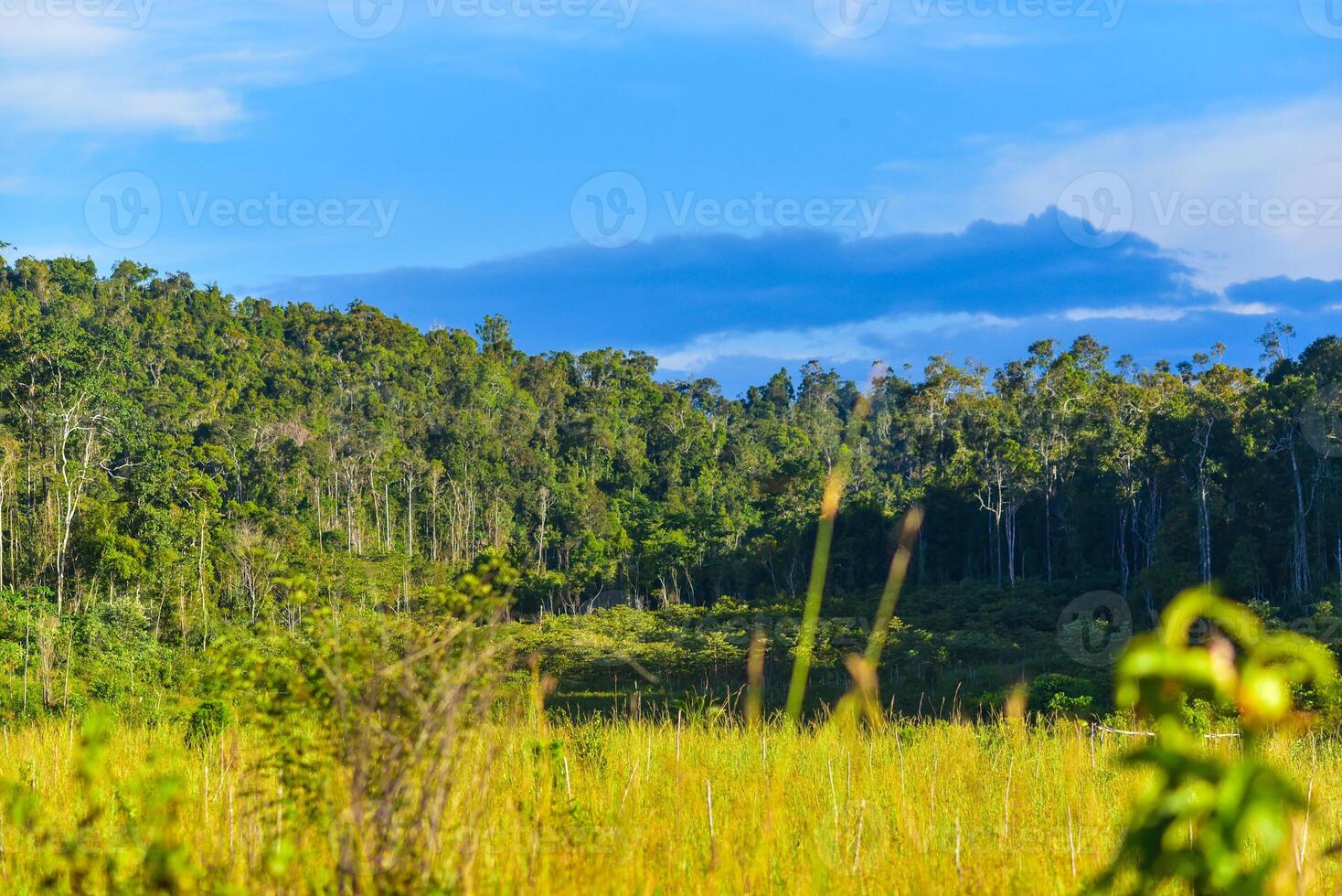 a field of tall grass photo
