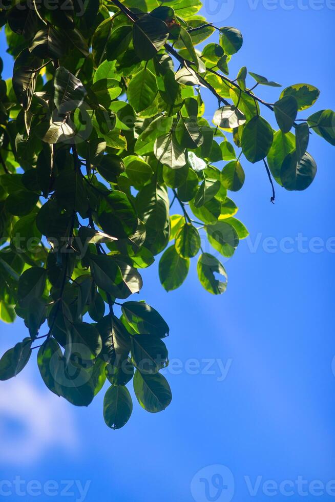 a white cloud is seen in the blue sky photo