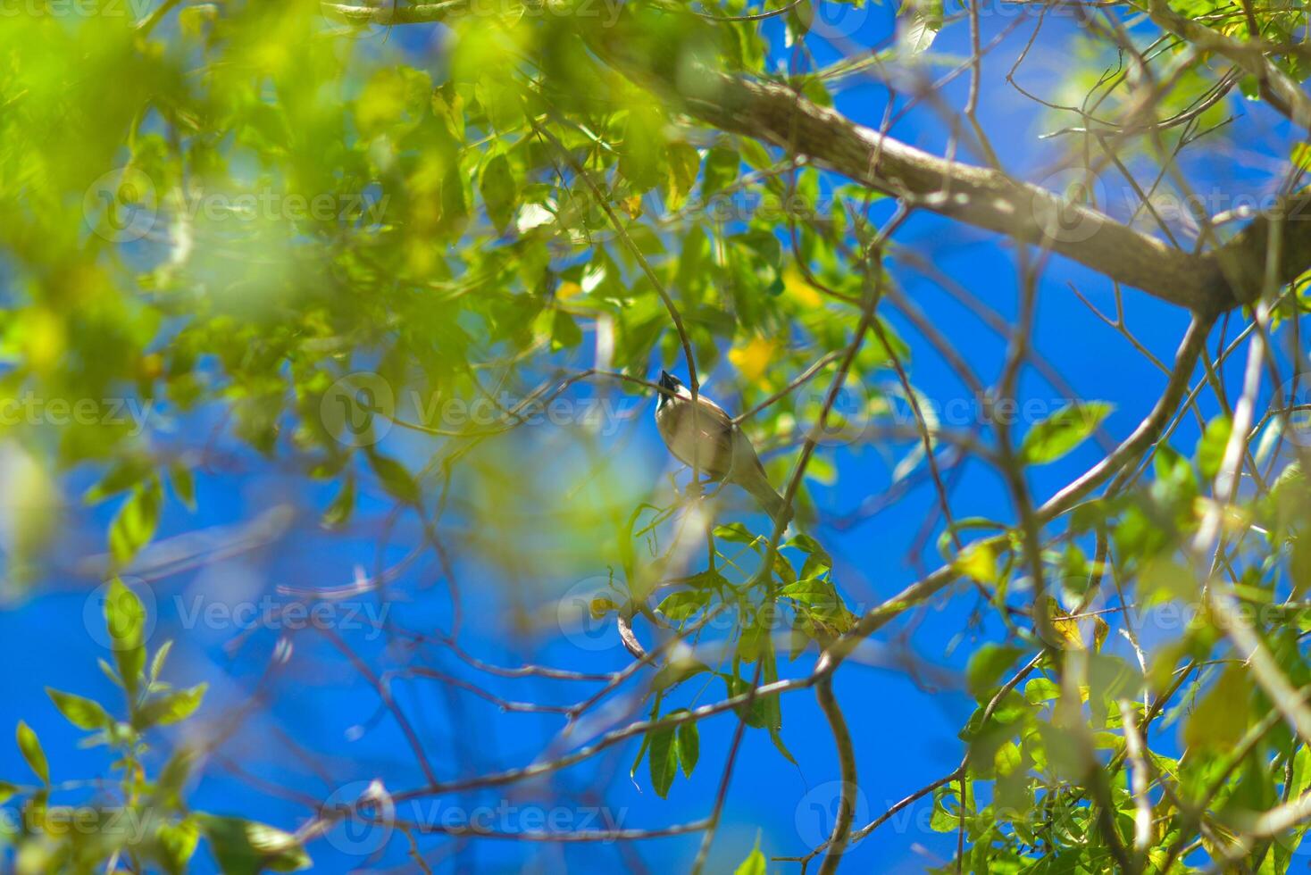 a bird sitting on a branch of a tree photo