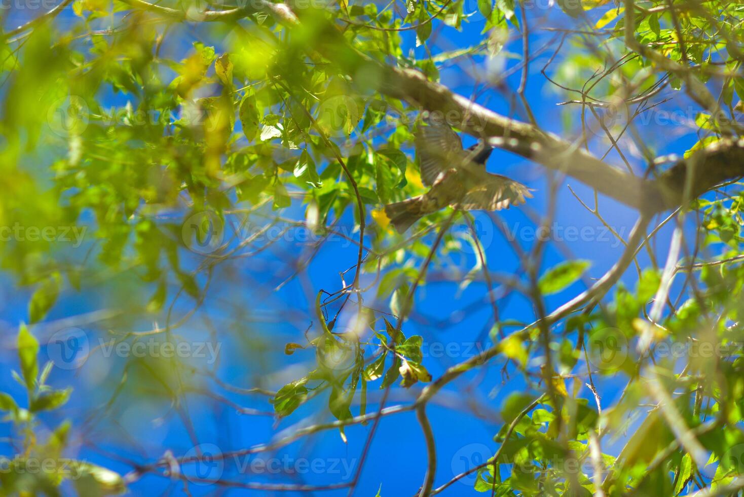a bird sitting on a branch of a tree photo