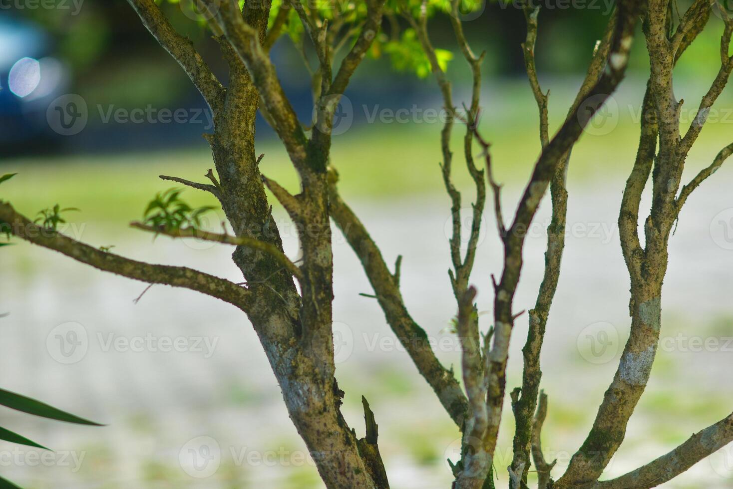 a bird sitting on a tree branch photo