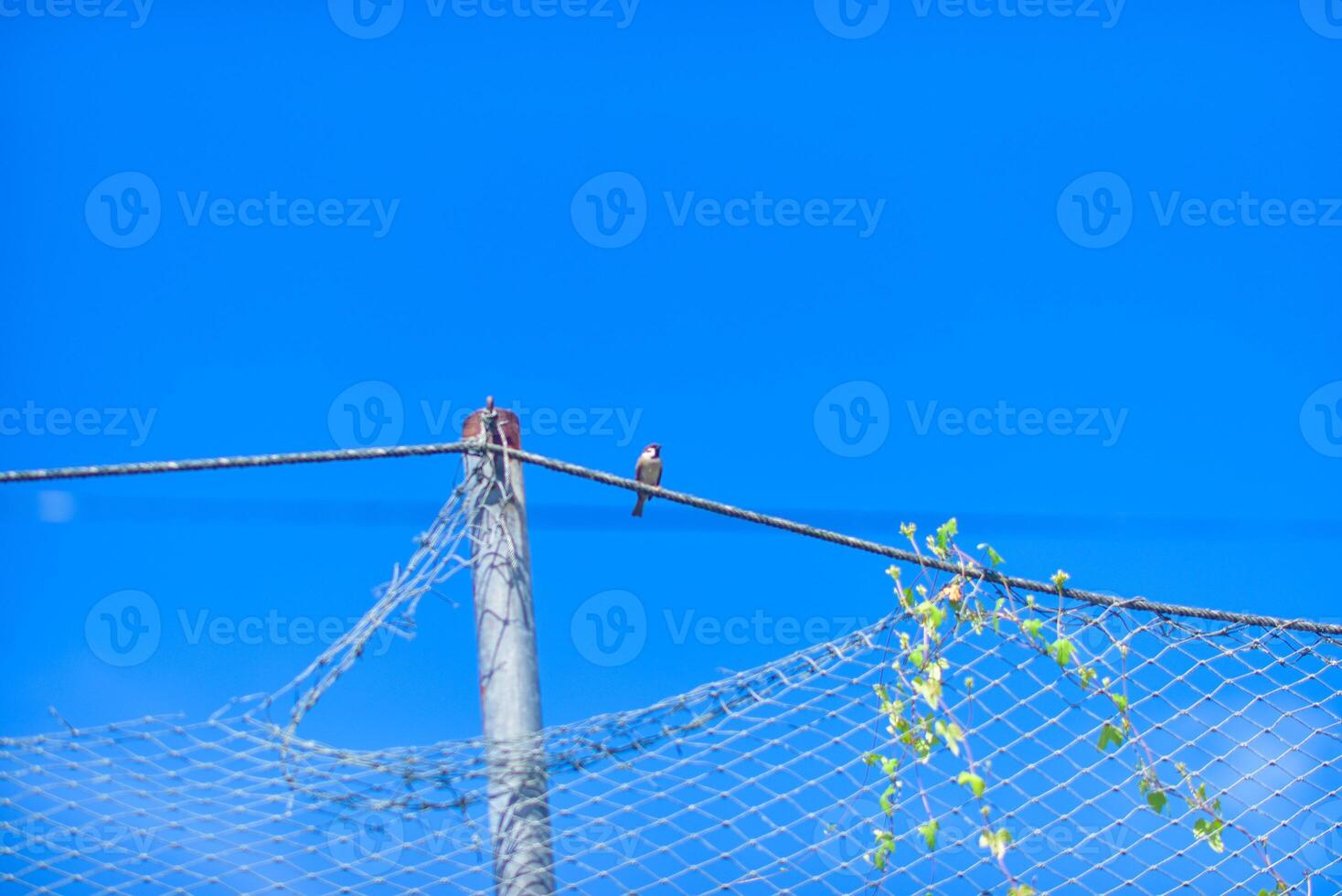 a bird is perched on a wire fence photo