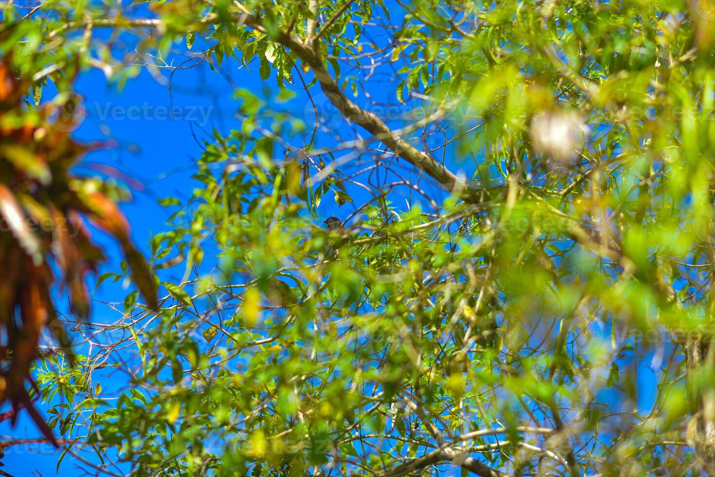 a bird sitting on a branch of a tree photo