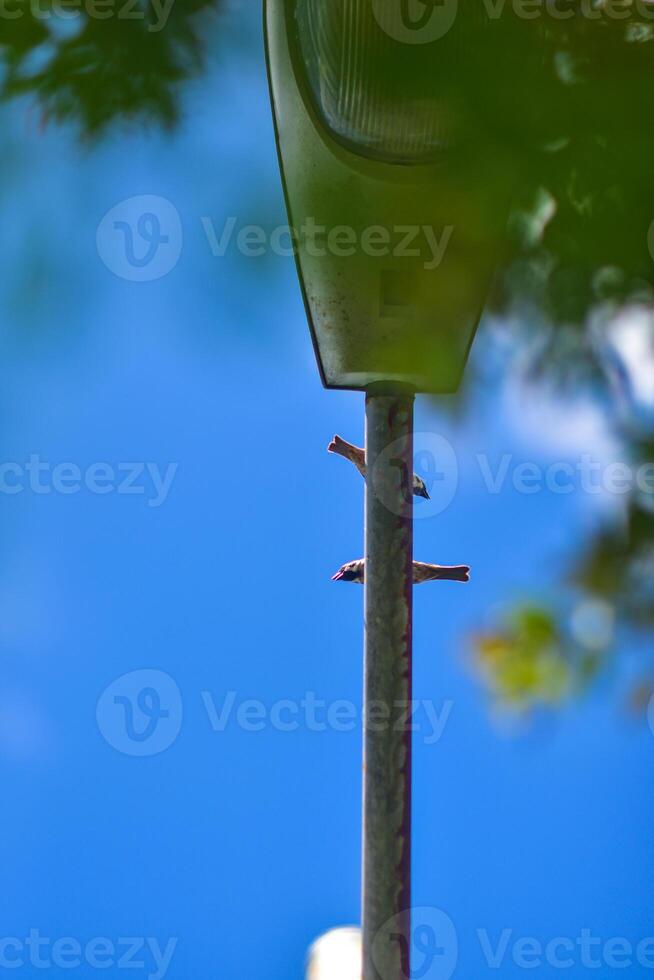 a street light with a bird on it photo