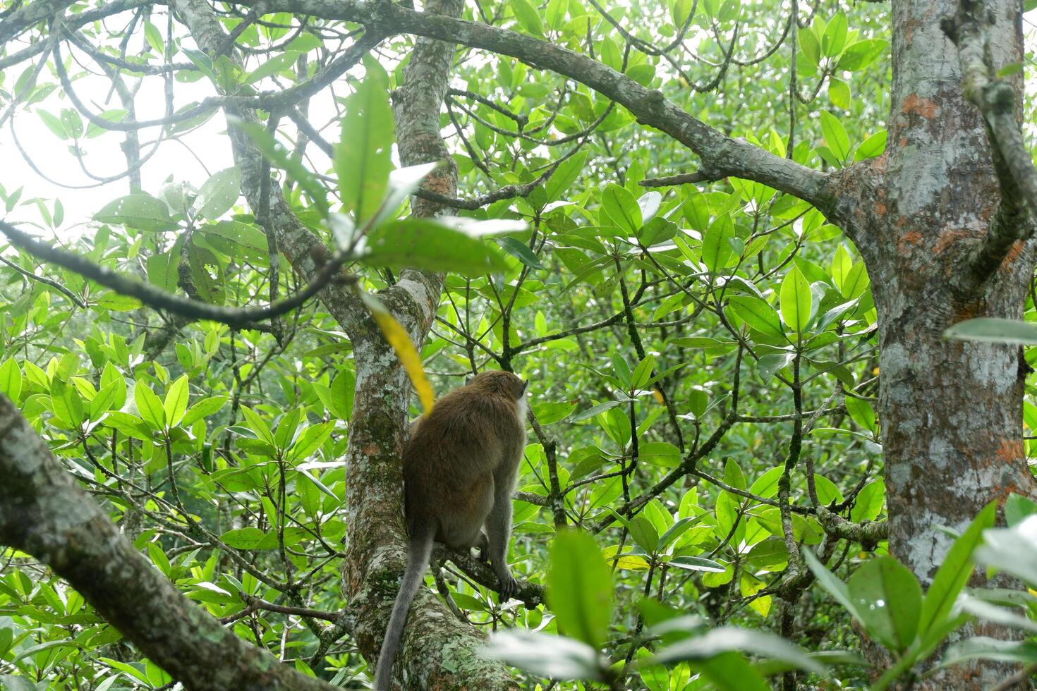 photography of a monkey sitting on a mangrove tree photo