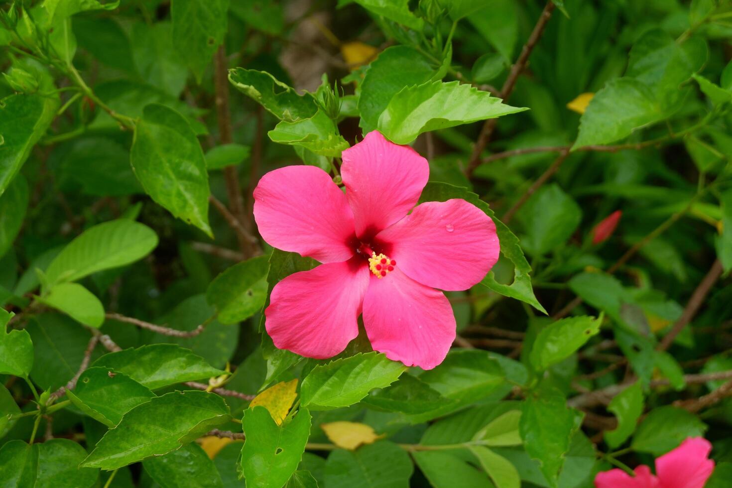 photography of Hibiscus flower plants, ornamental plants in a beautiful garden photo