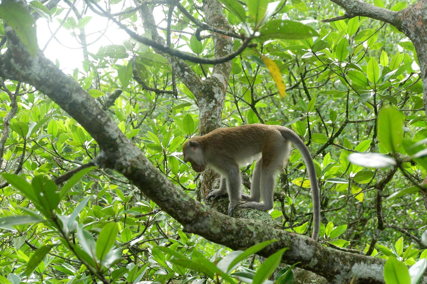 photography of a monkey sitting on a mangrove tree photo