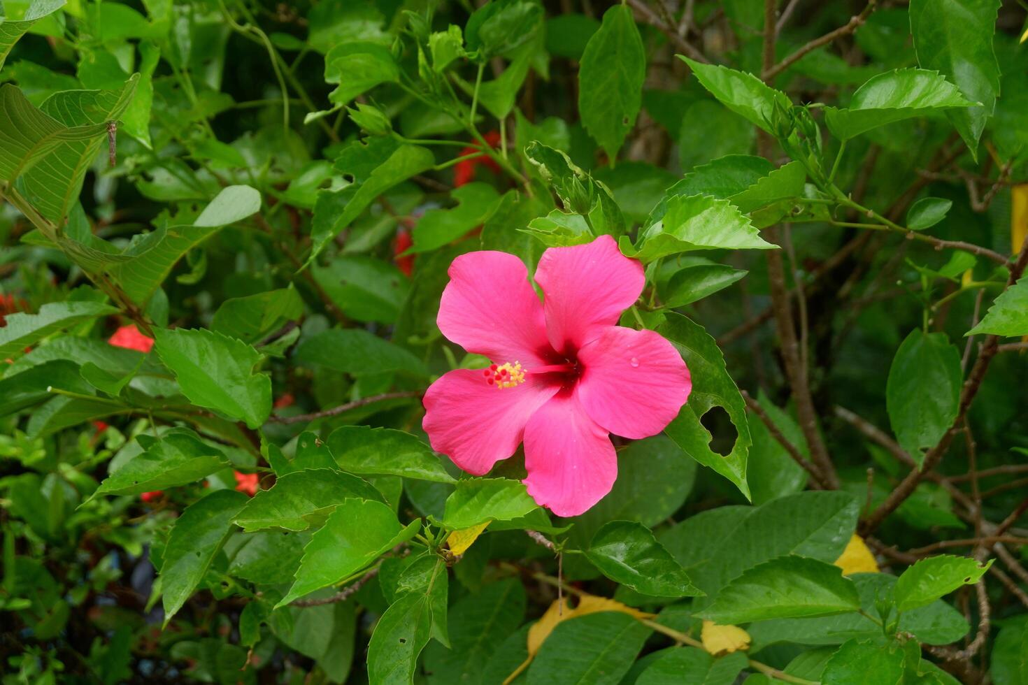 photography of Hibiscus flower plants, ornamental plants in a beautiful garden photo