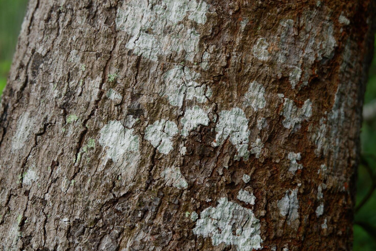 close up photography of tree bark texture suitable for background photo