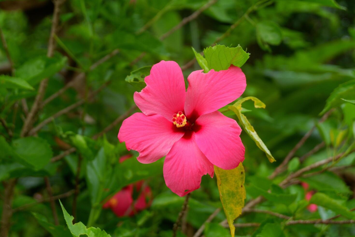 photography of Hibiscus flower plants, ornamental plants in a beautiful garden photo