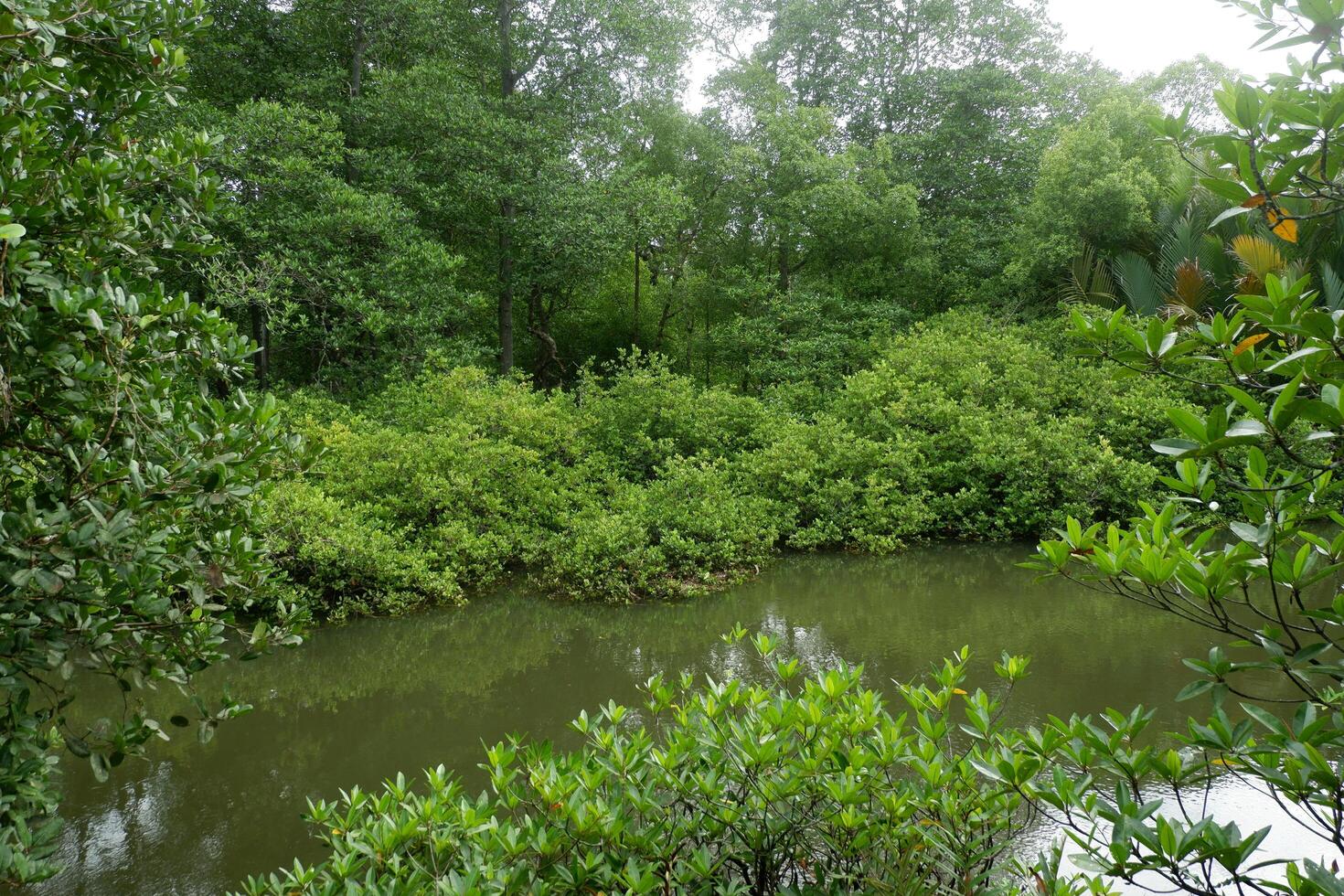 photography of Lush and shady mangrove plants on the beach, dense mangrove forests, vegetation photo