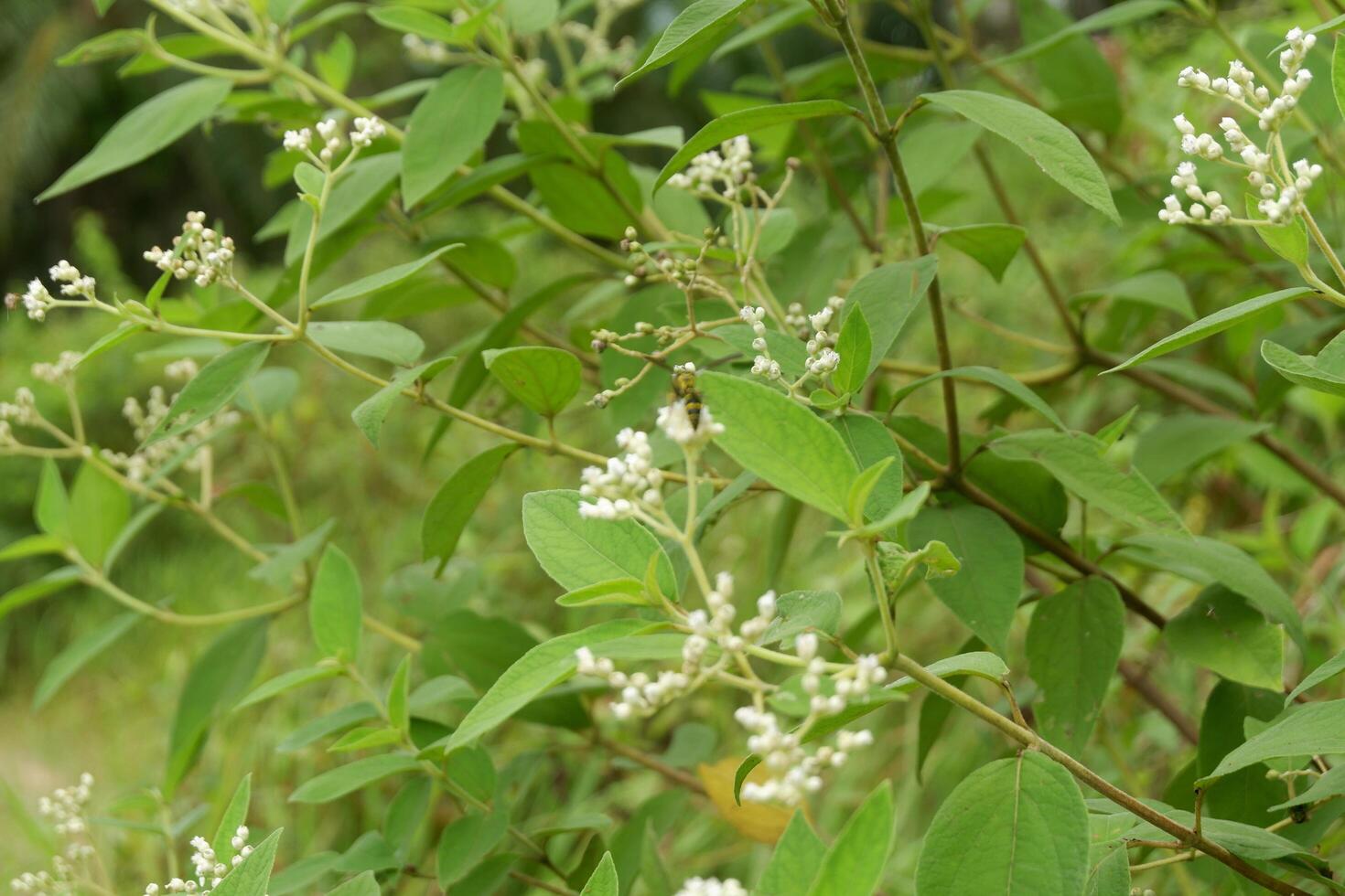 photography of a flower plant which has the Latin name clibadium surinamense photo