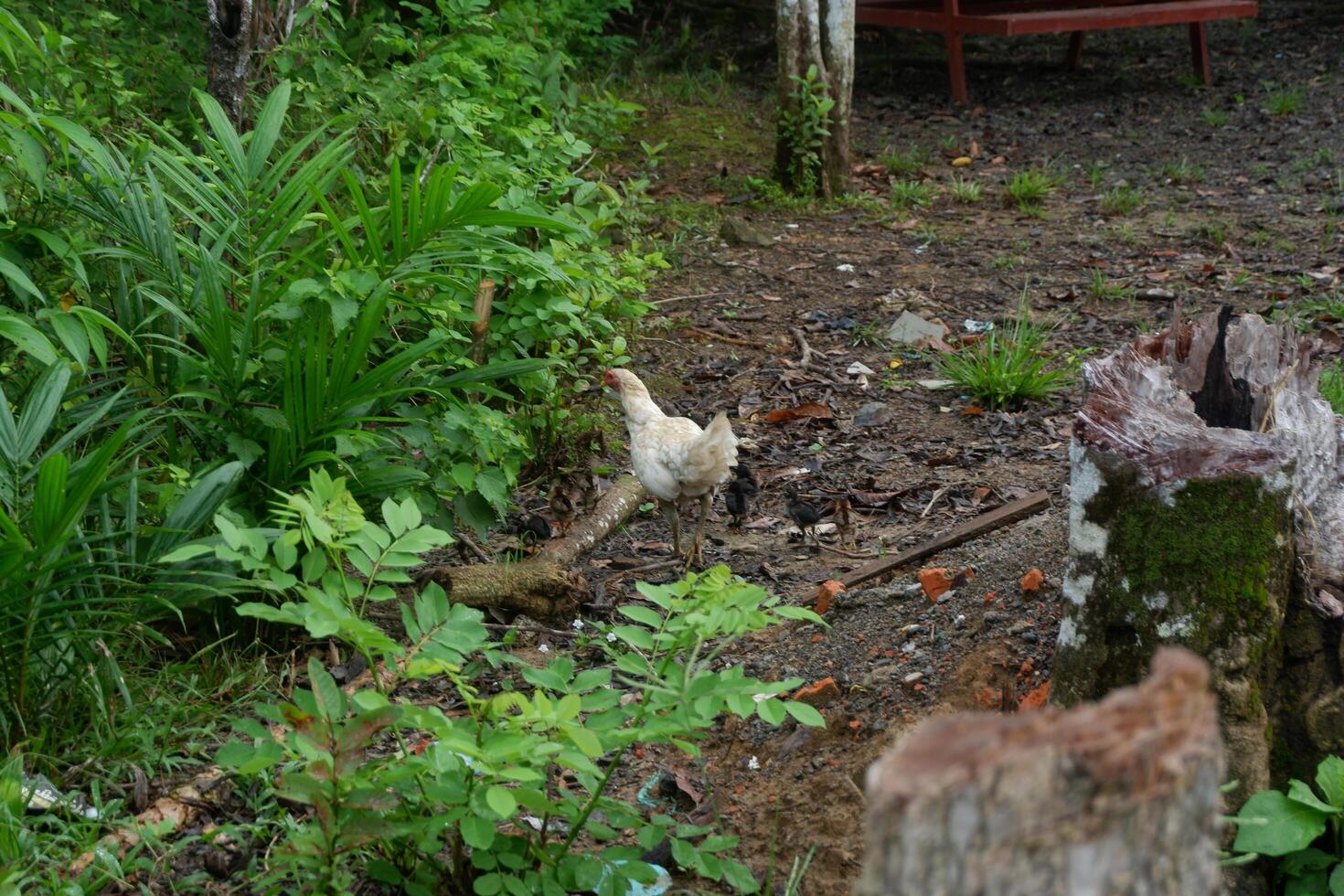 photography of a native chicken in the bushes looking for food photo