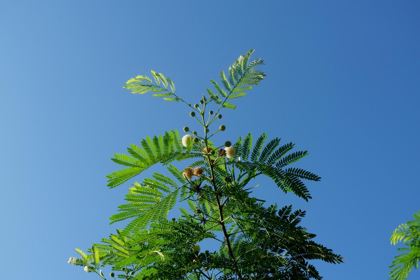 photography of the lamtoro plant which has the Latin name leucaena leucocephala against a blue sky background photo