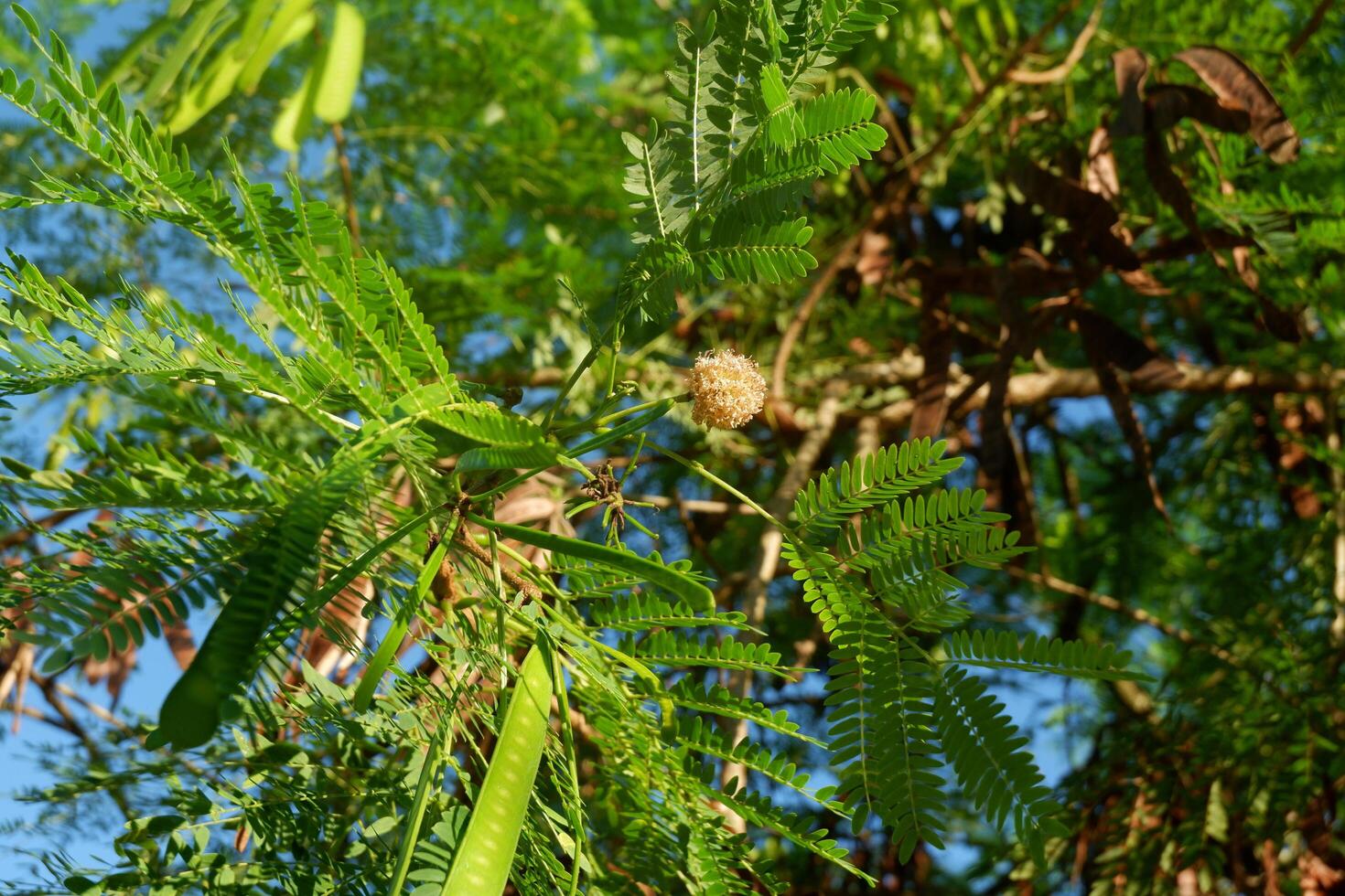 photography of the lamtoro plant which has the Latin name leucaena leucocephala photo