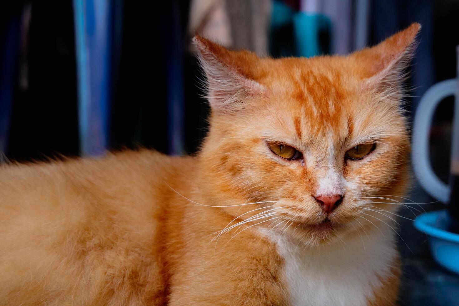 portrait of an orange domestic cat close up photography photo