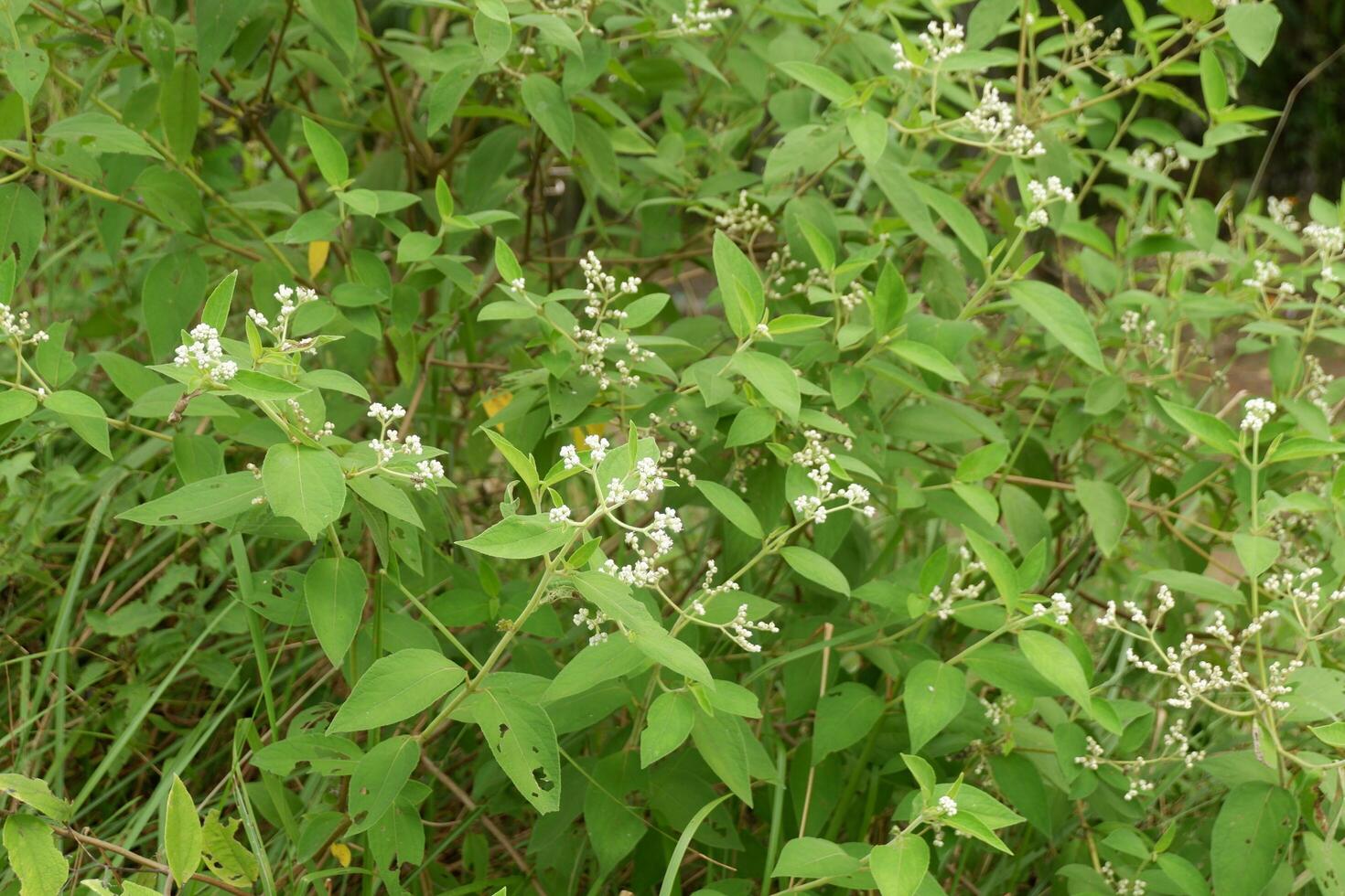 photography of a flower plant which has the Latin name clibadium surinamense photo