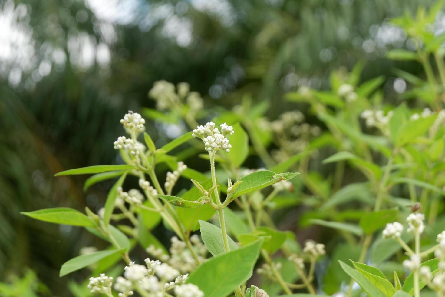 photography of a flower plant which has the Latin name clibadium surinamense photo