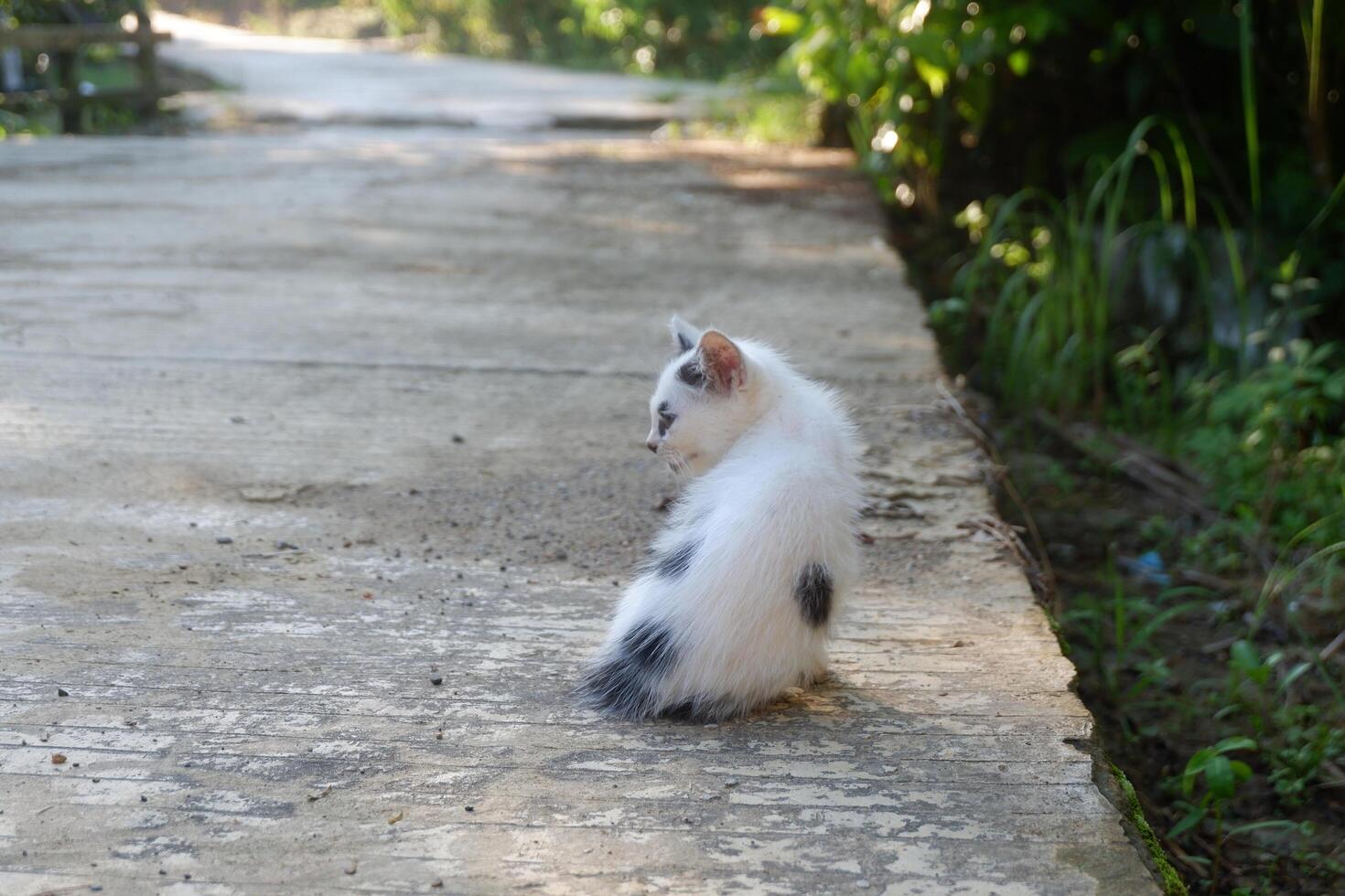 photography of domestic street kitten photo