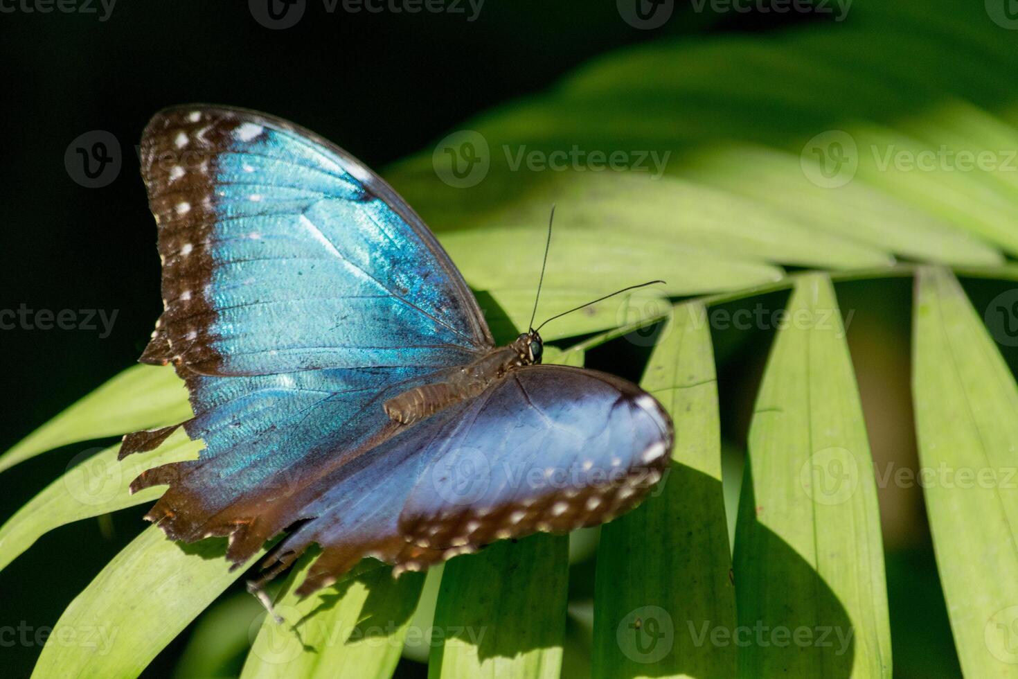 a close up macro image of a blue winged butterfly on a leaf photo