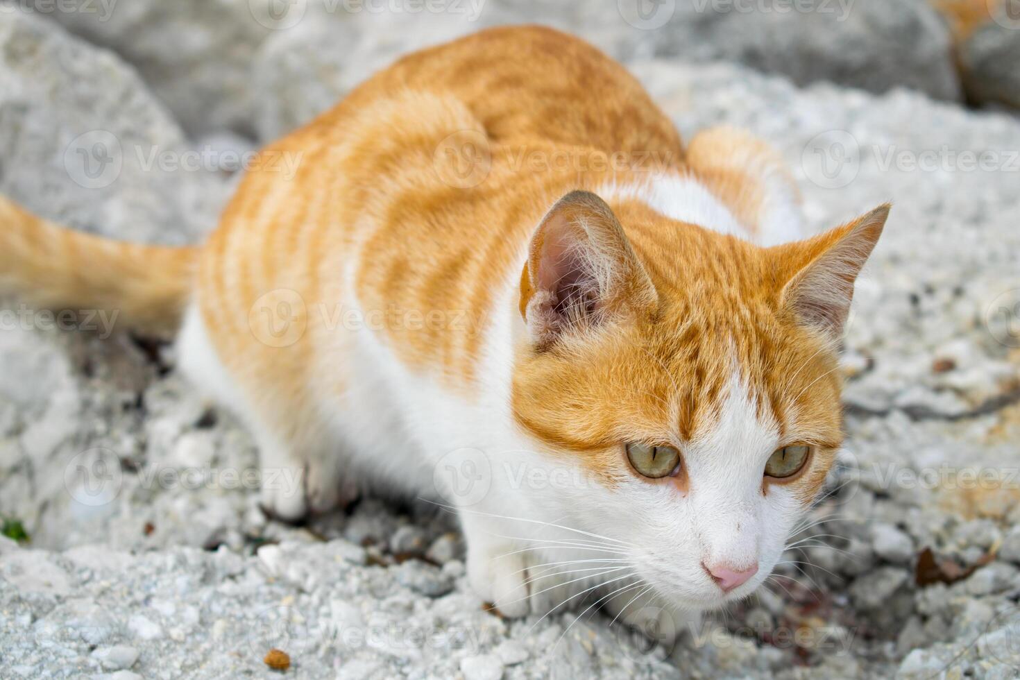 a close up image of a ginger cat hunting photo
