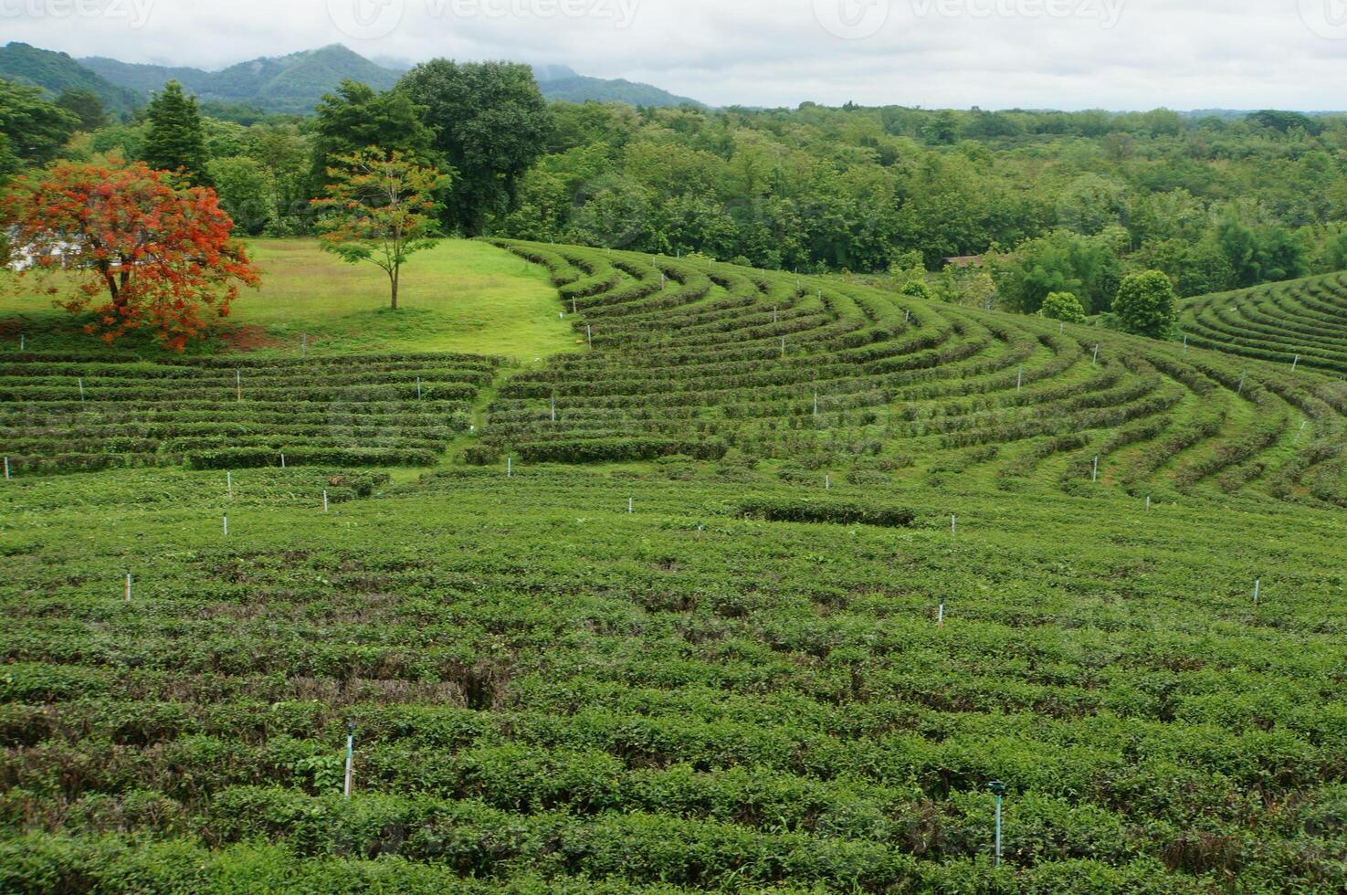 Daytime view of tea plantation hills photo