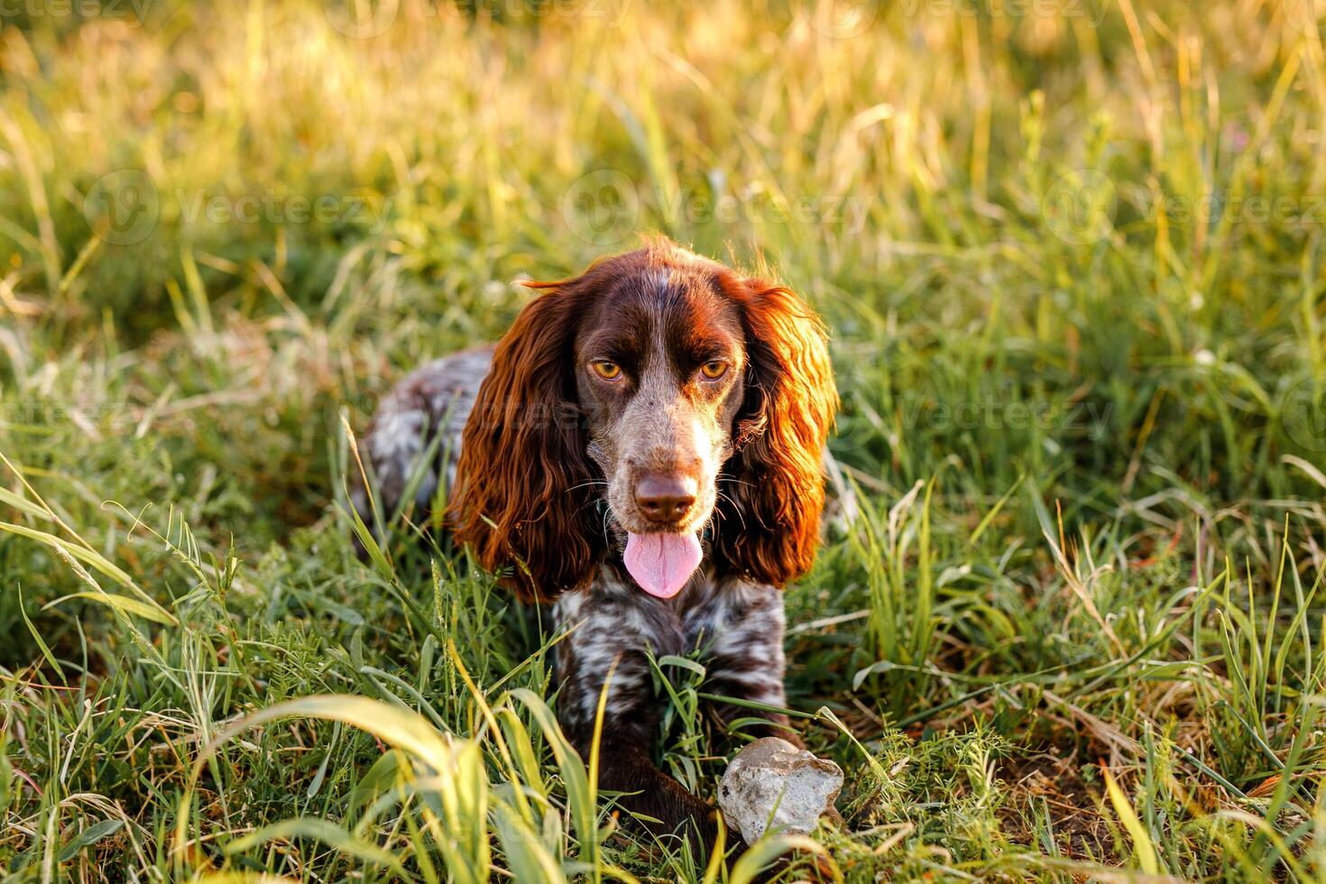Russian brown spaniel lying in green grass in a field and lit by the setting sun photo