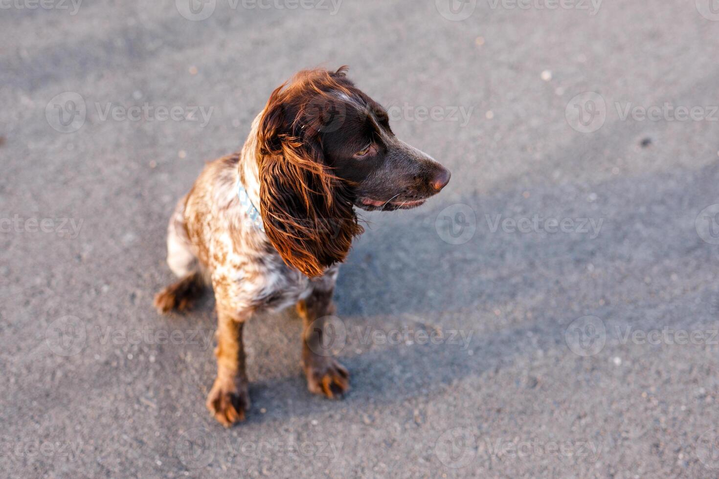 Russian brown spaniel sitting on the pavement outside looking away photo